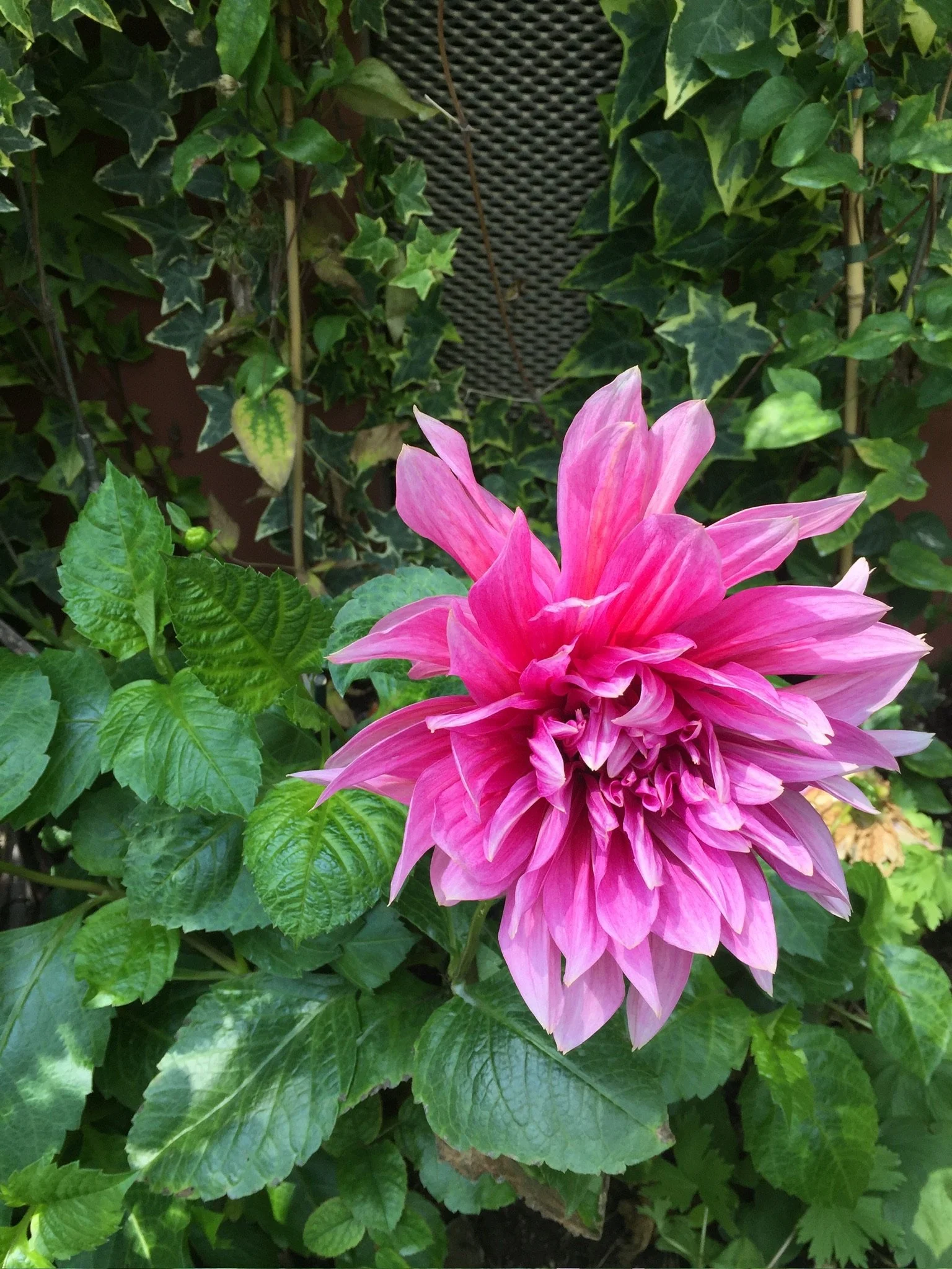 A large pink dahlia flower blooming among green leaves and ivy.