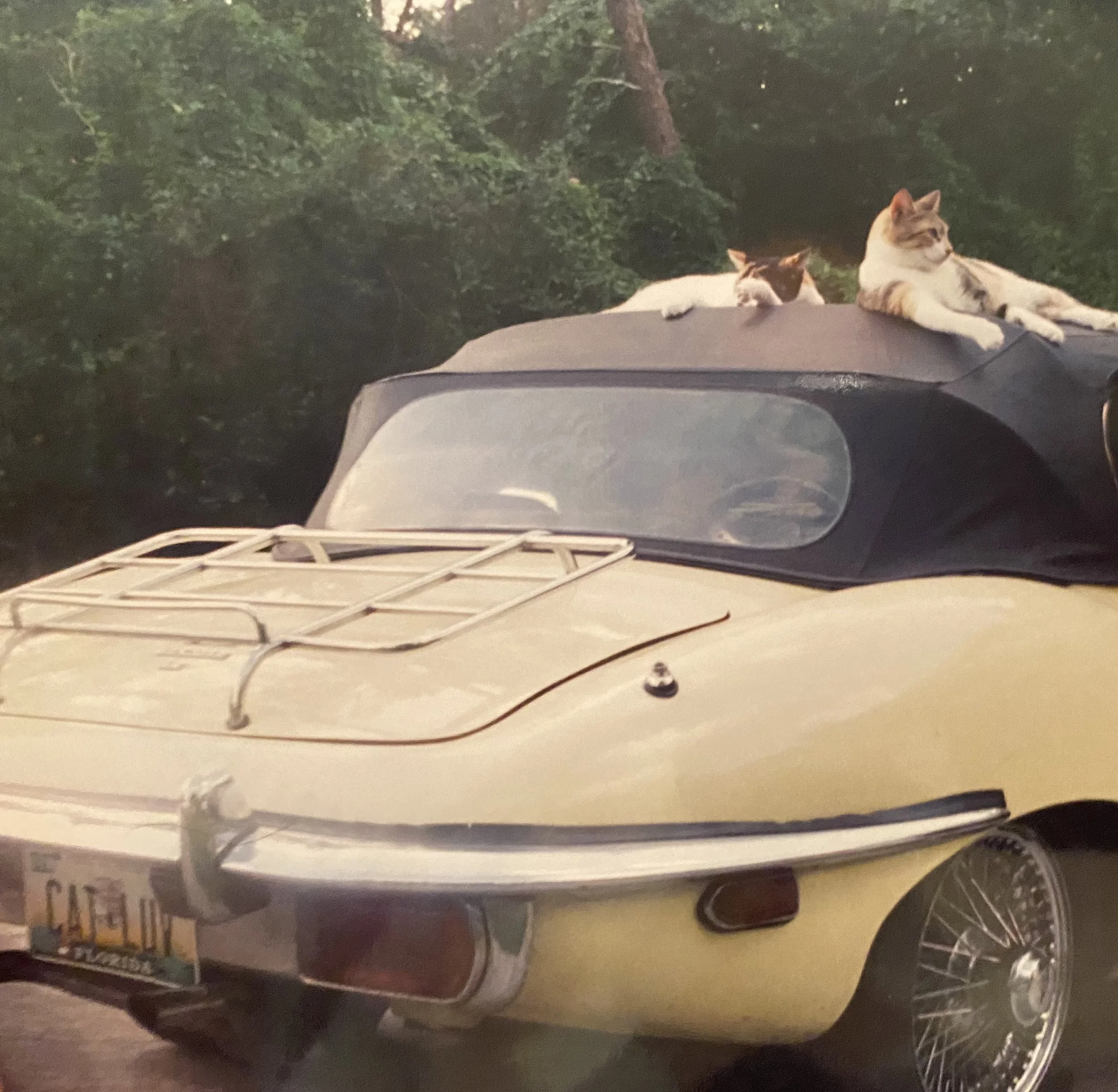 A vintage jaguar car with a white exterior and black trim parked. The car has two calico cats lounging on the roof. "Cat Luv" is on the Florida license plate. The background includes trees