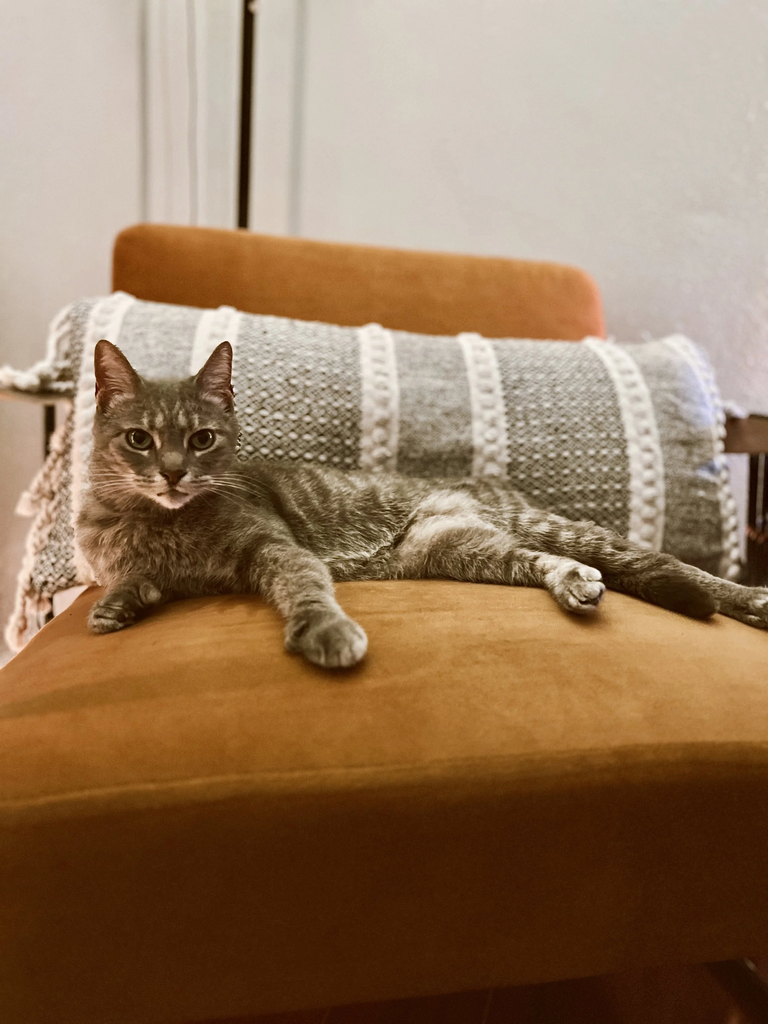 A tabby cat lying on an orange wooden table in front of a crocheted black and white blanket with a geometric pattern and fringes, with a white wall and wooden door in the background.