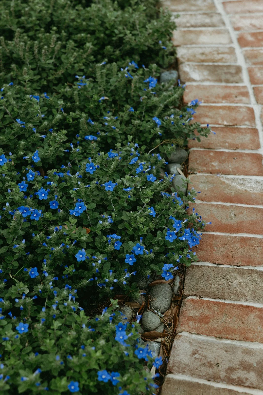 Close-up of blue flowers and green foliage growing next to a sidewalk made of bricks.