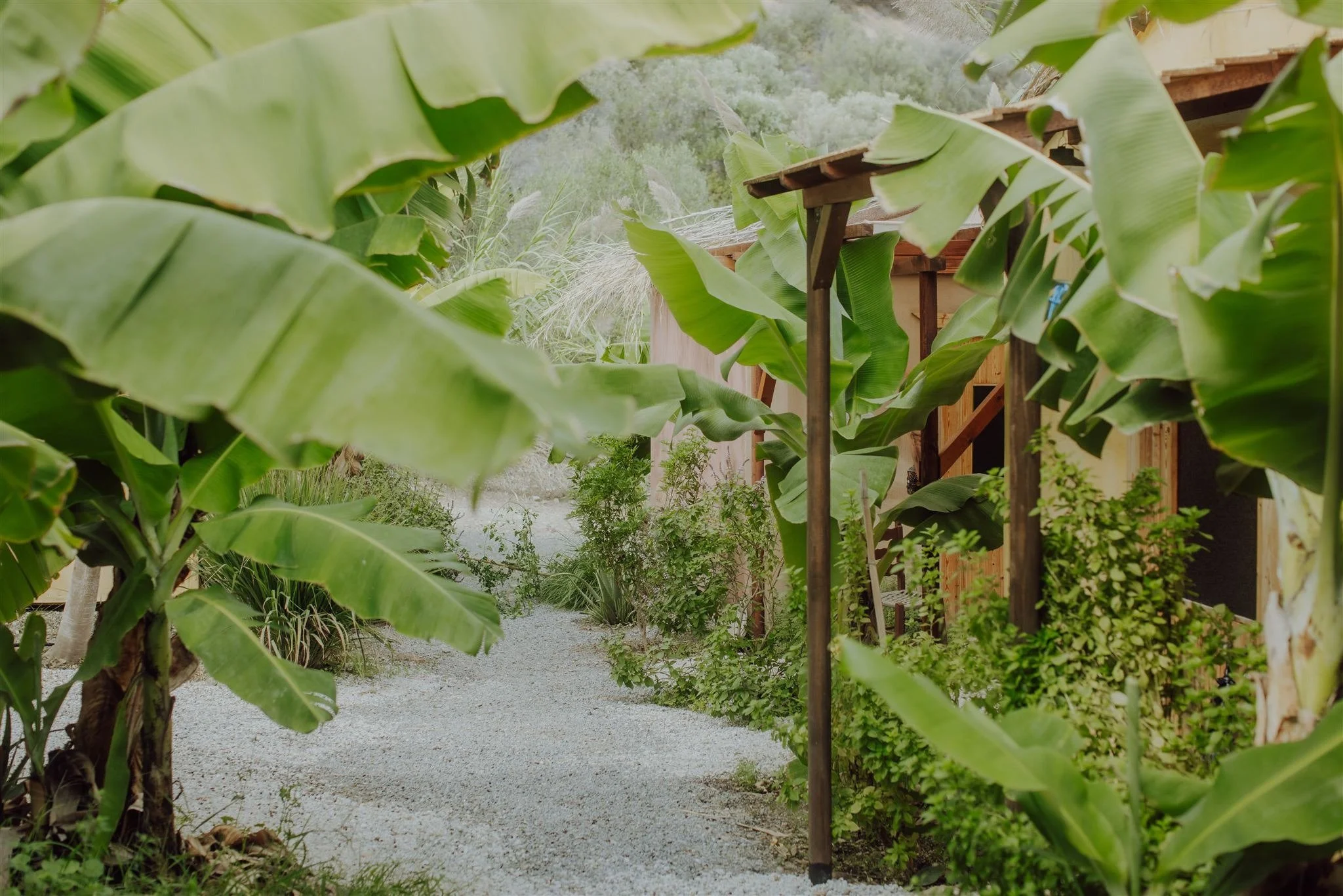 Ein Gartenweg, umgeben von großen Bananenpflanzen mit grünen Blättern.