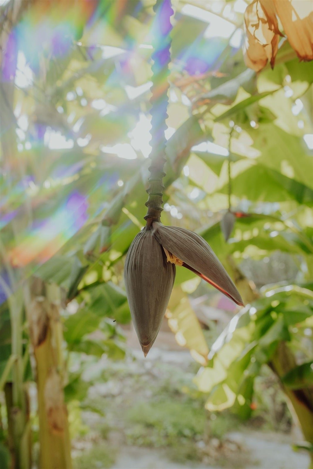 Bananenblüte an einem Bananenbaum in einer grünen Umgebung.