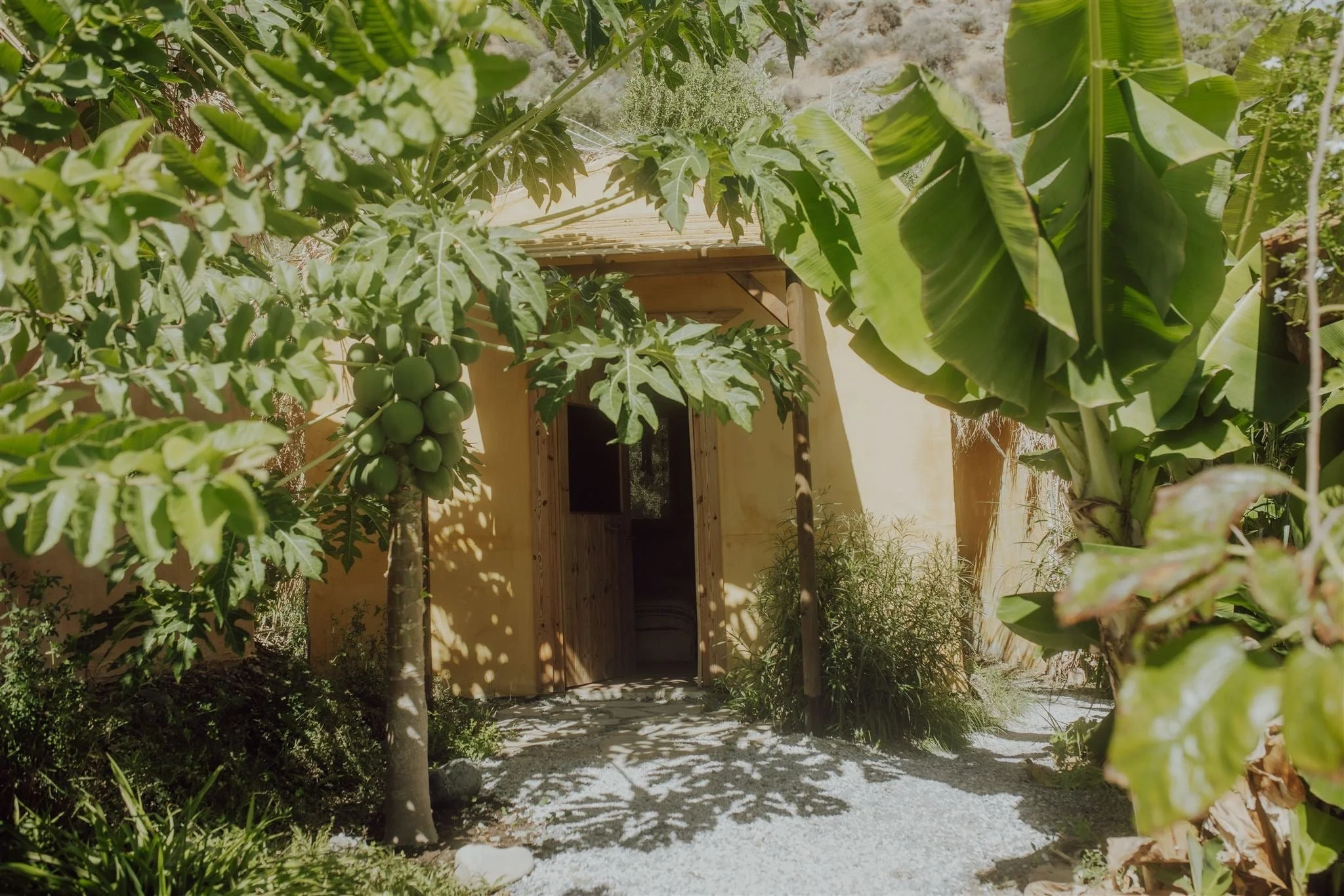 Ein Garten mit vielen grünen Bäumen und Pflanzen, darunter eine Papayafrucht und ein Haus im Hintergrund, das einen Unterstand hat.