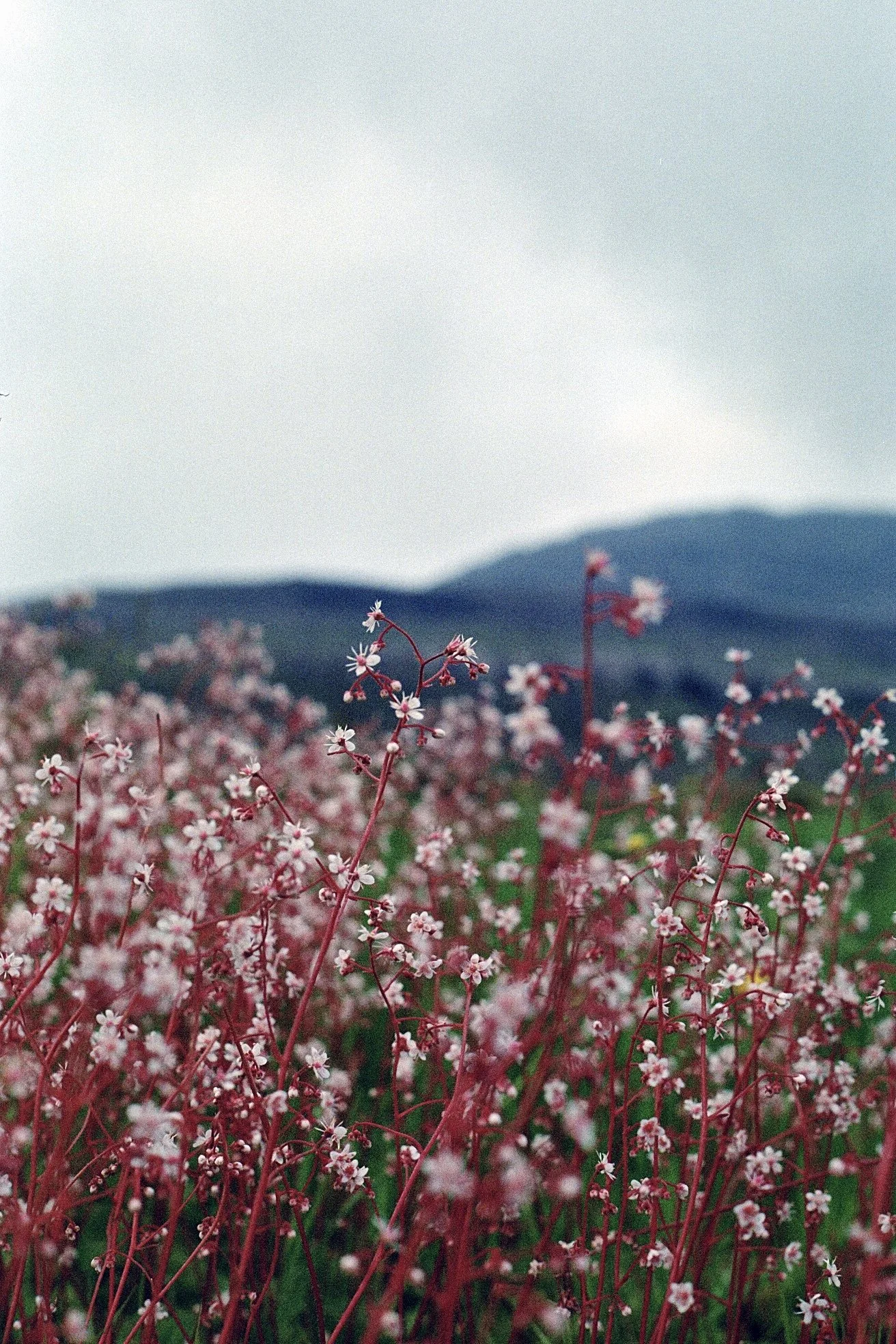 Færøerne, Analog Photography