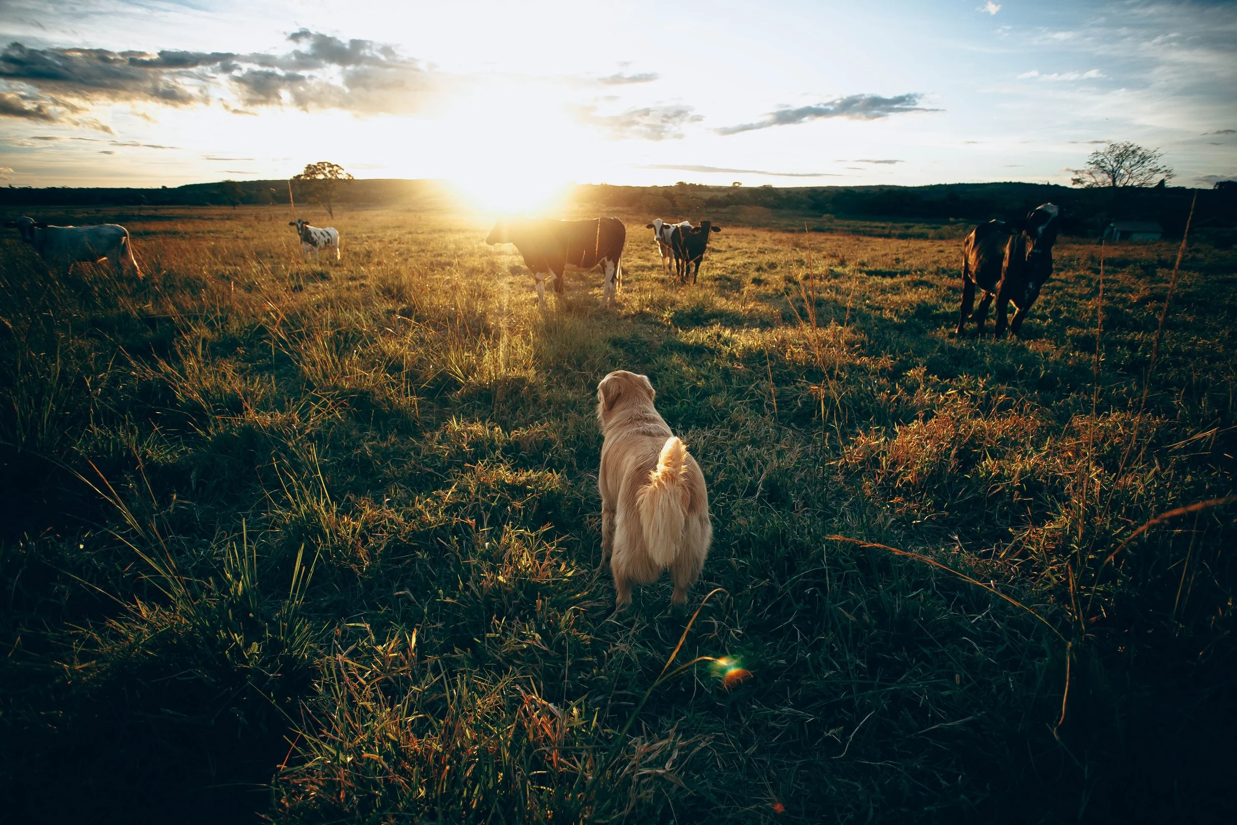 Open field mindset with no limitations to growth but with a focus on the horizon for animal science-backed nutrition and health solutions.