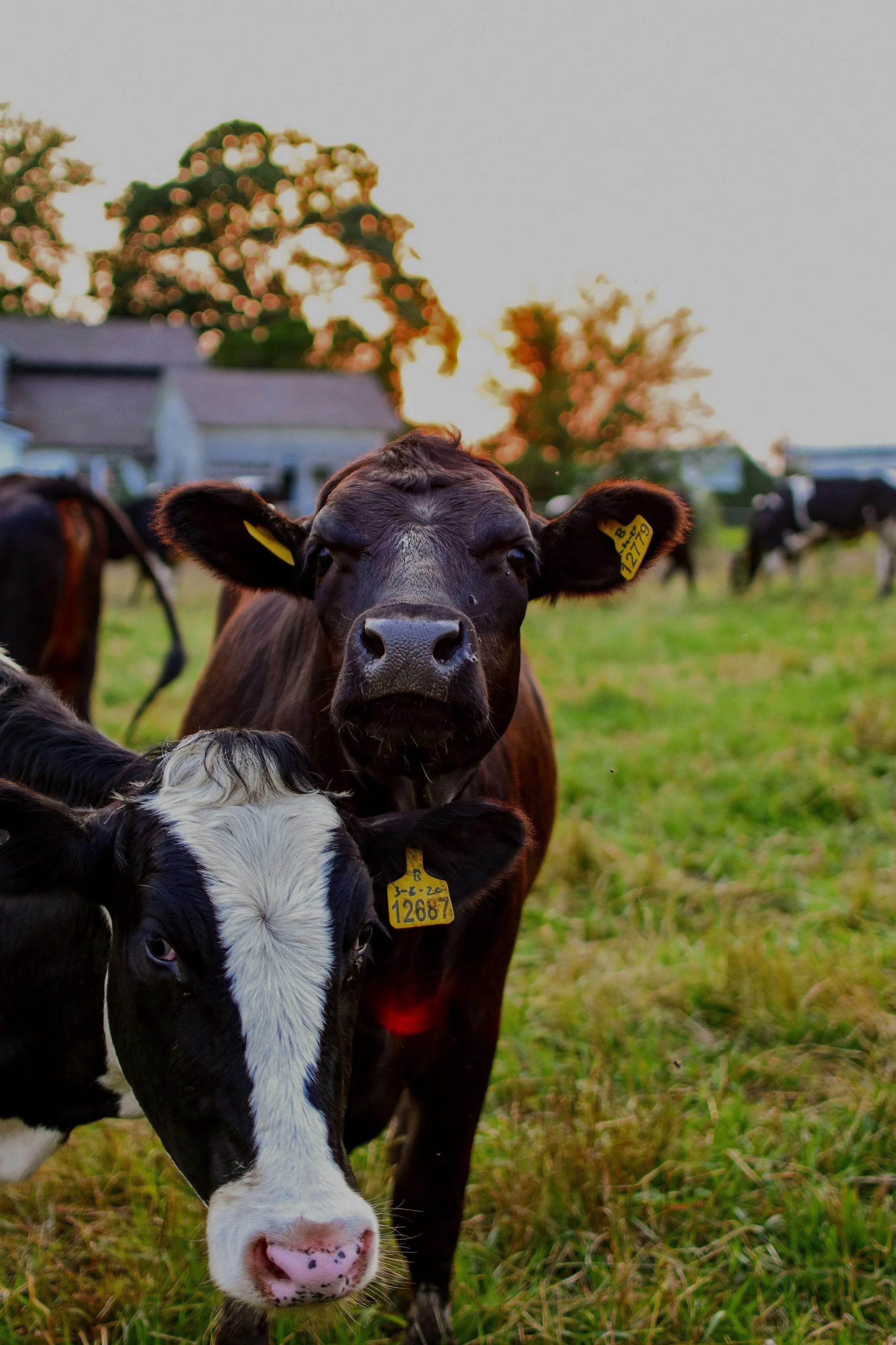 Consulting focusing on helping companies that are innovative, growing, and wanting to change to provide greater customer stewardship and focus to increase their sales and business relationships in the animal science industry.