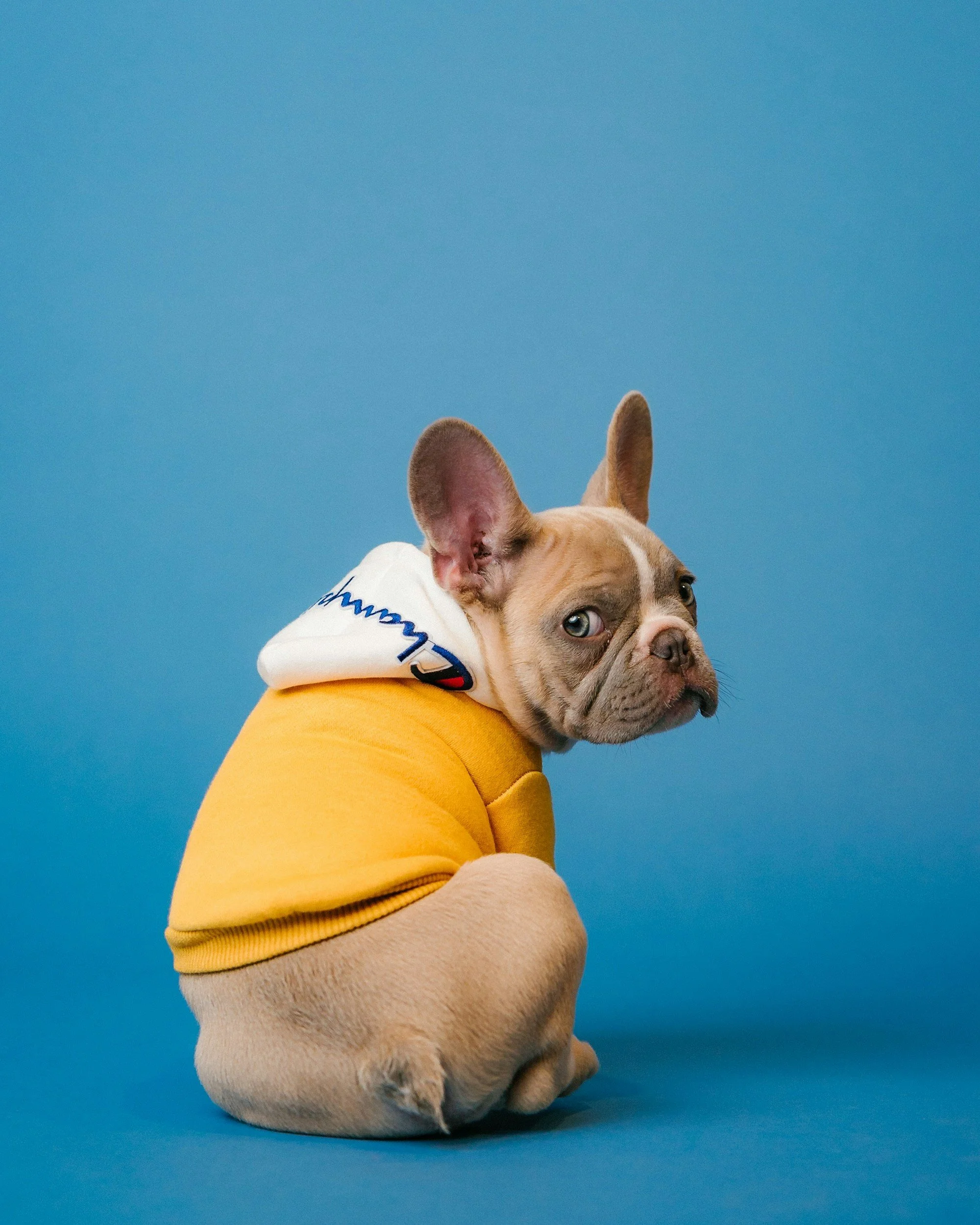 A tan and white dog with blue eyes wearing a white and yellow hoodie against a bright blue background.