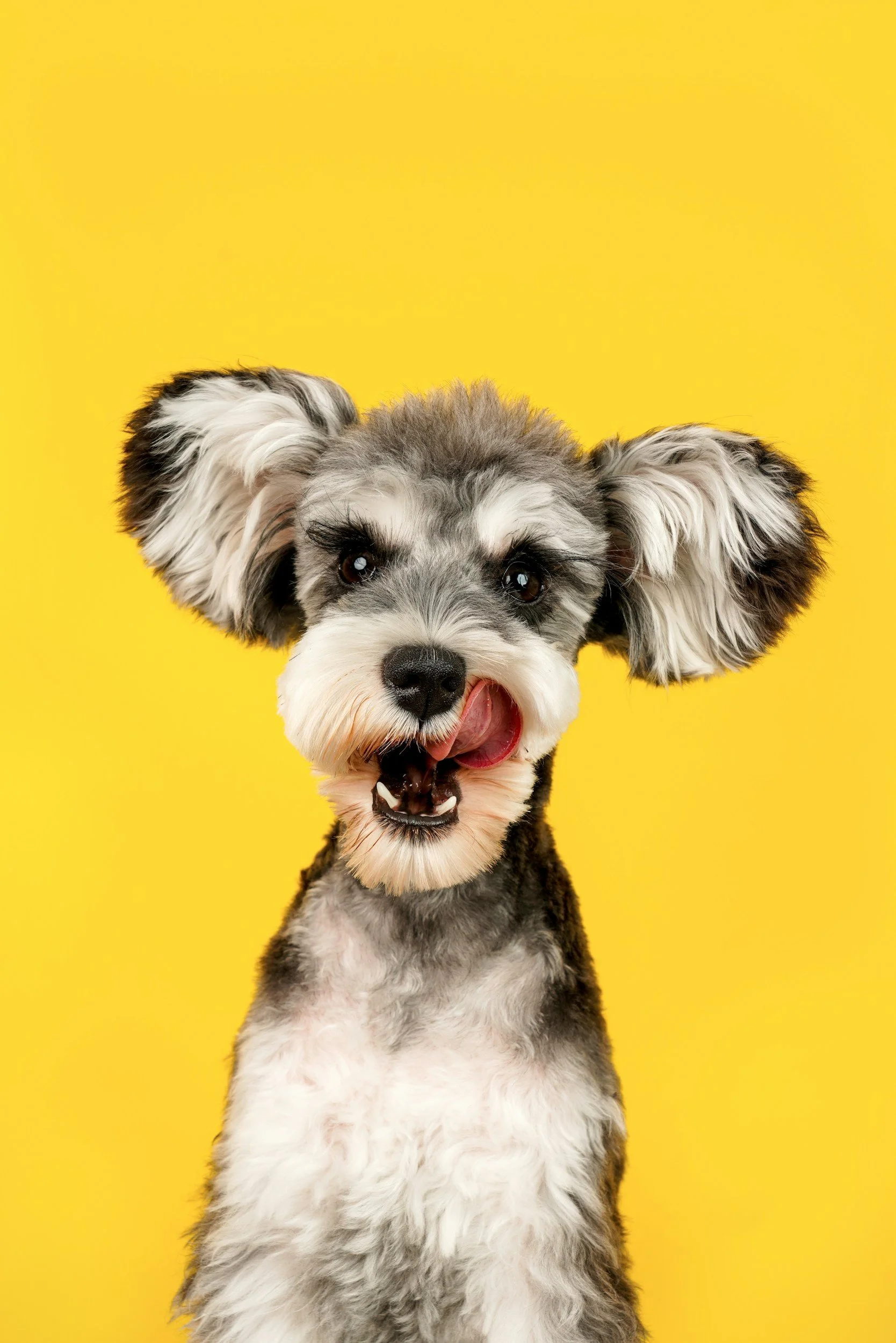 A playful dog with curly gray, black, and white fur, large floppy ears, and dark eyes, sticking its tongue out, set against a bright yellow background.