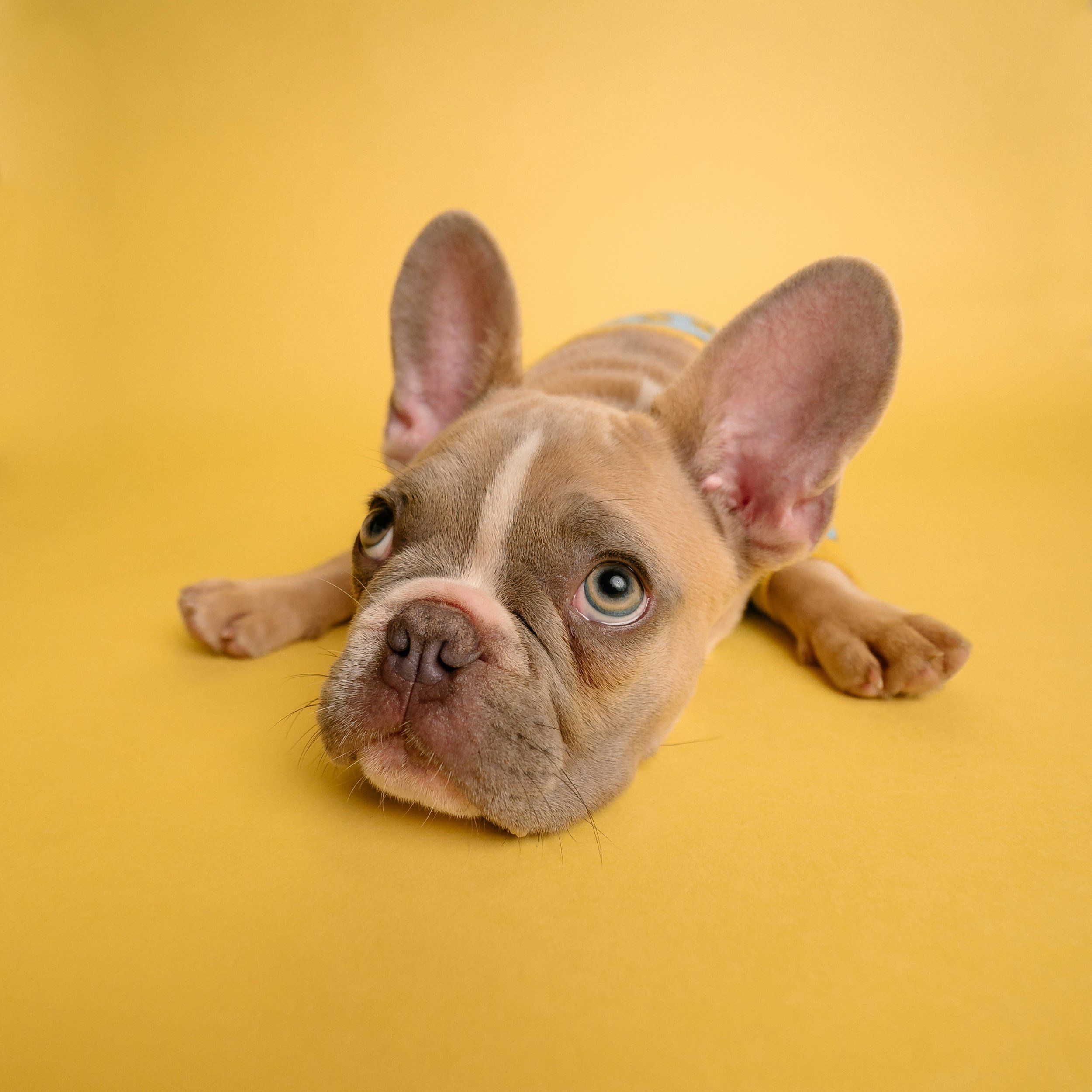 Close-up of a puppy with large ears and big eyes lying on a yellow background.