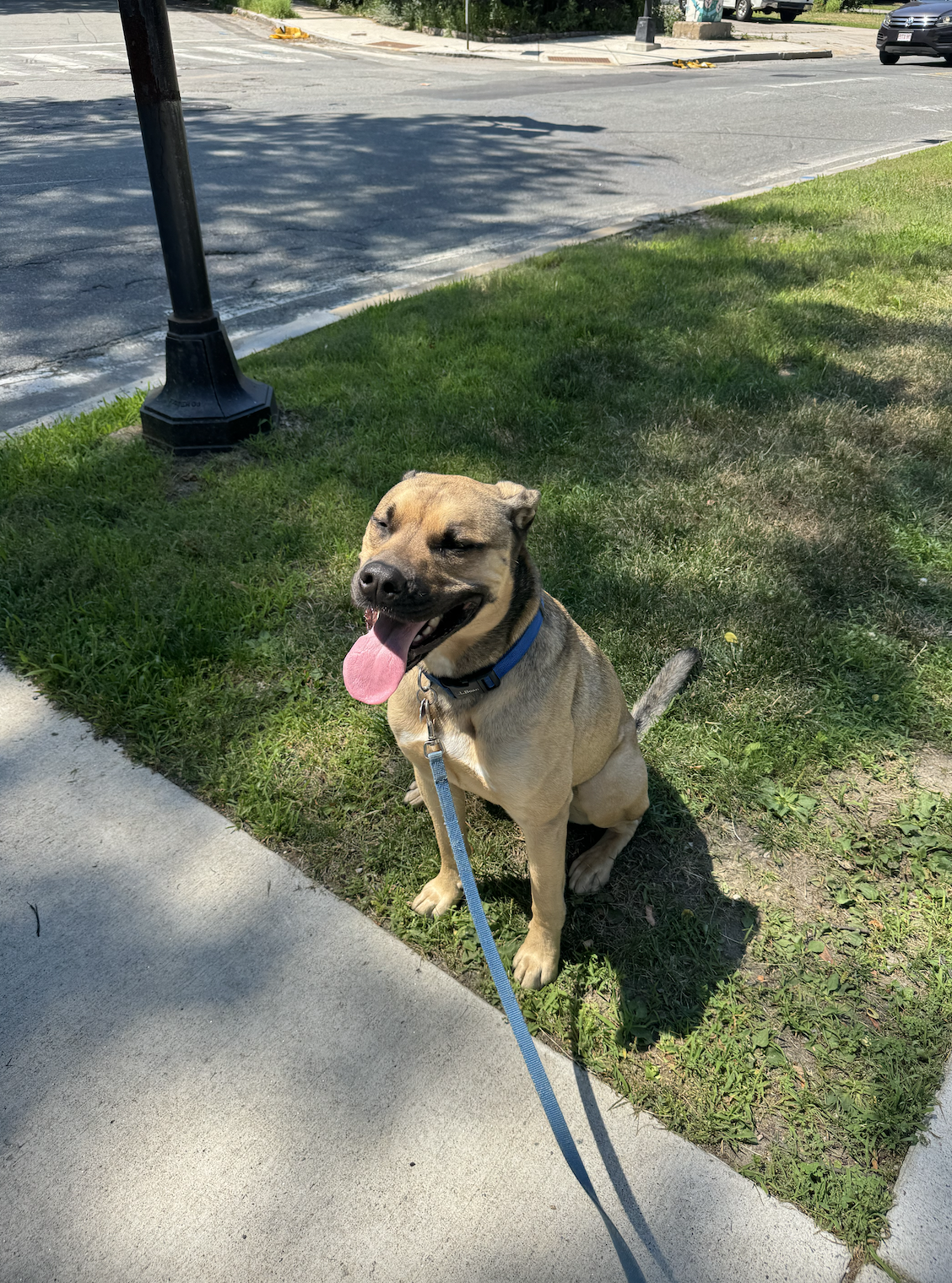 A smiling, tan and black dog with its tongue out, sitting on the grass next to a sidewalk, on a leash, in a sunny outdoor setting near a street.