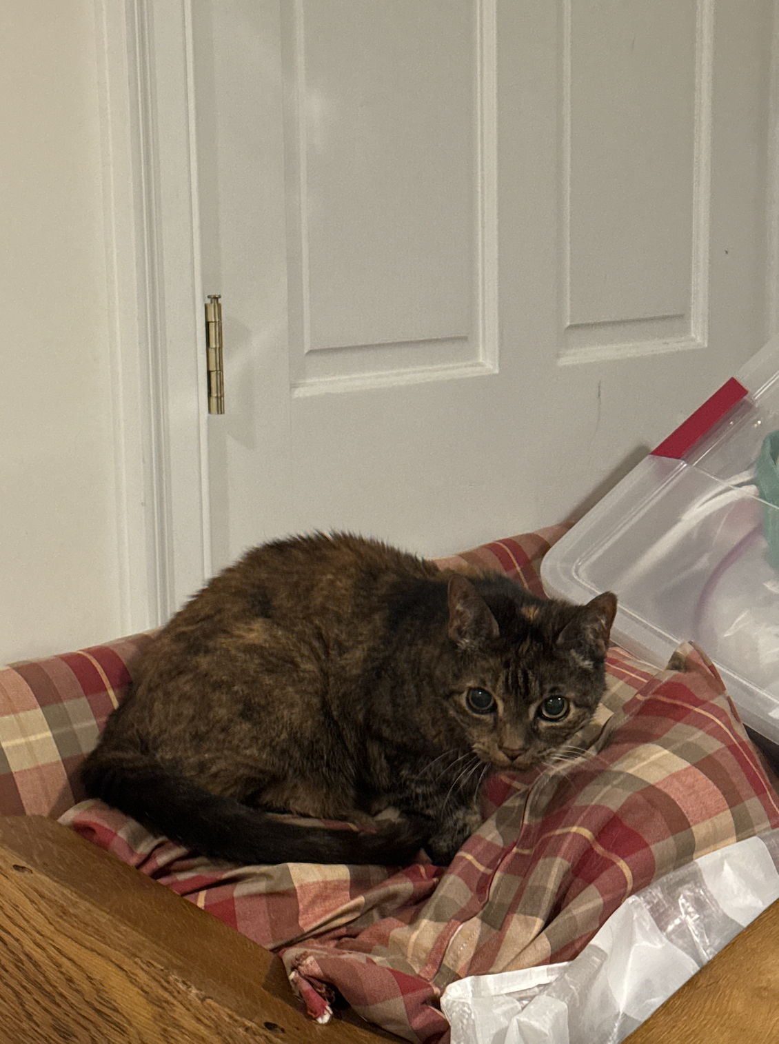 A tabby cat resting on a plaid pillow near a clear plastic storage container in a room with a white door.