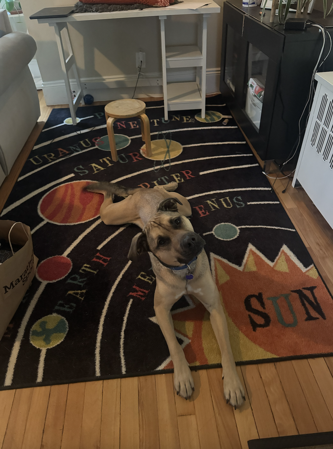A tan dog with a blue collar lying on a colorful black rug with solar system design and the words 'Sun' and other planets. The room has hardwood floors, a small white and gray table, a wooden stool, a black cabinet, and various electronic cords.