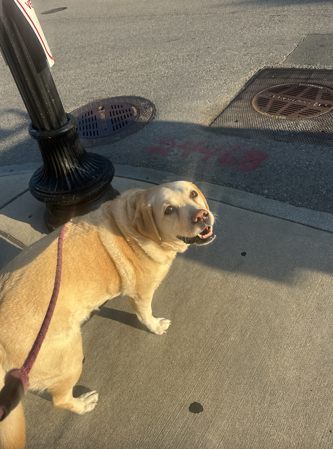 Yellow Labrador retriever dog on sidewalk looking up at the camera, with a leash attached, near a lamp post and street drains.
