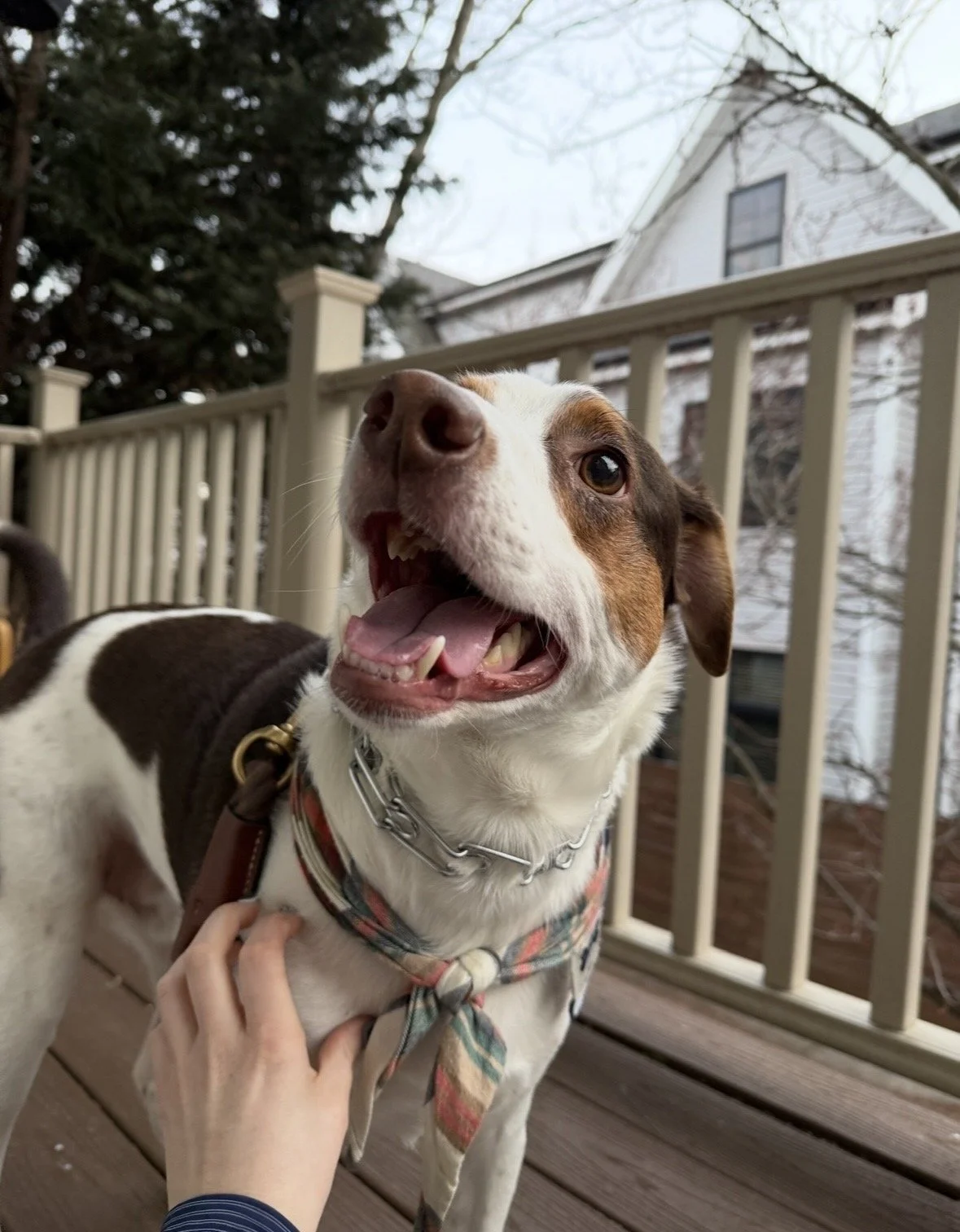 A happy dog with a wide smile and open mouth, wearing a colorful bandana and a chain collar, standing on a wooden deck with a white railing, in front of a house and trees.