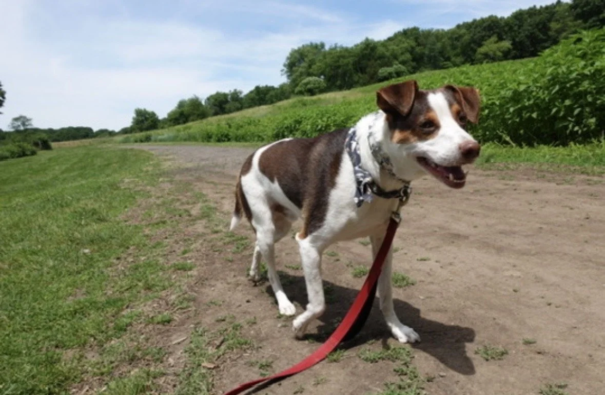 A happy small dog with a brown and white coat standing on a dirt path with greenery and trees in the background.