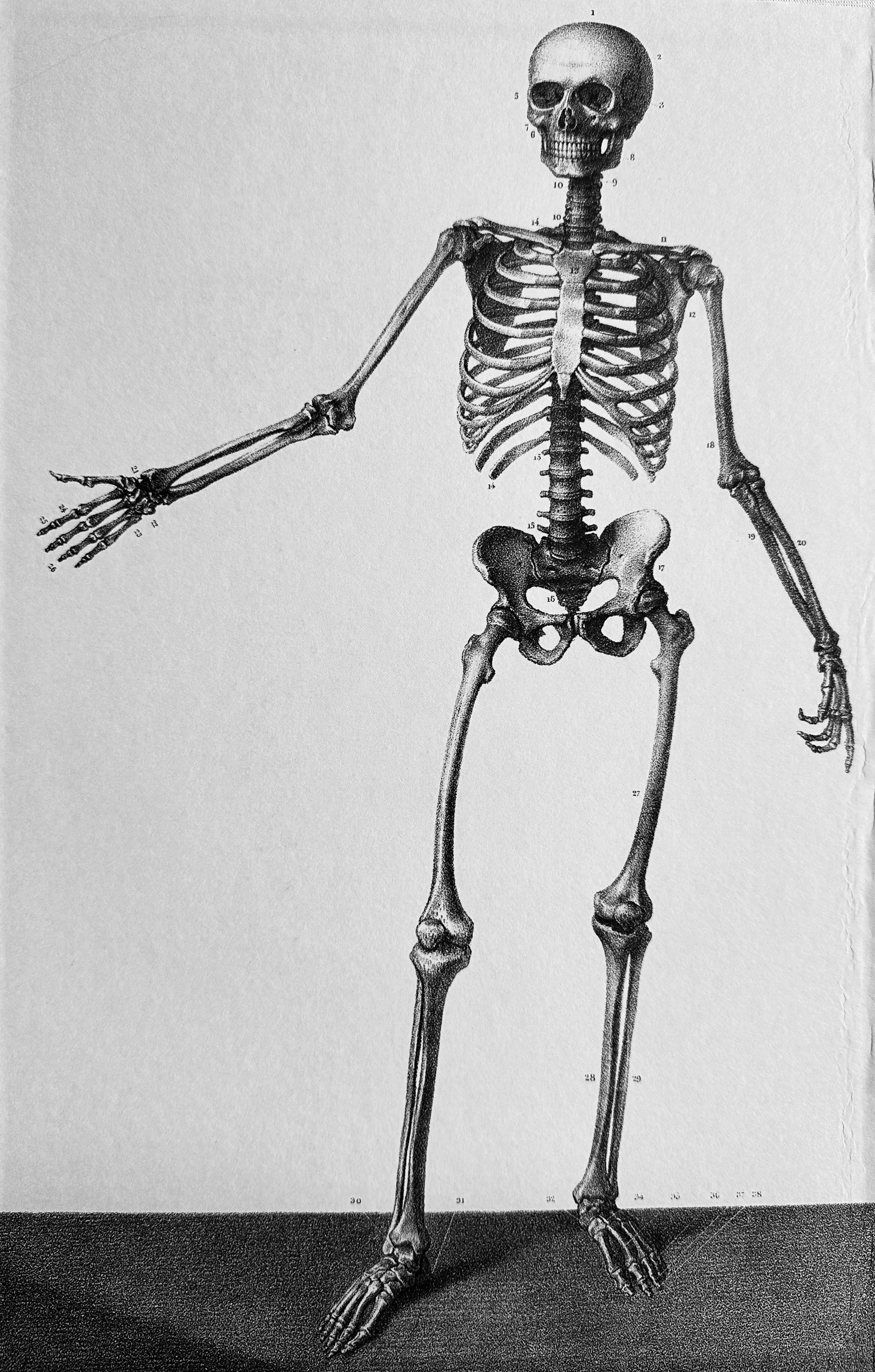 Schädel und menschliches Skelett, wissenschaftliche Anatomiezeichnung in Schwarz-Weiß.