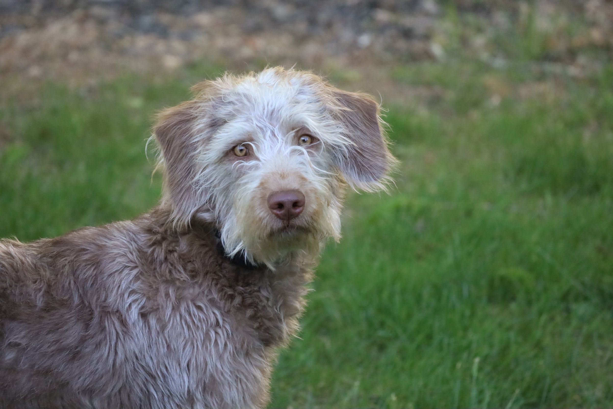 A cute, fluffy, light brown and white dog with hazel eyes standing outdoors on green grass with a blurred natural background.