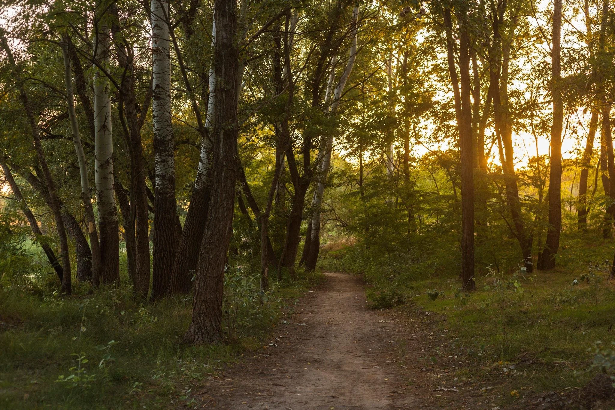 A forest trail surrounded by trees with green leaves, sunlight shining through the branches, and the dirt path leading into the distance.