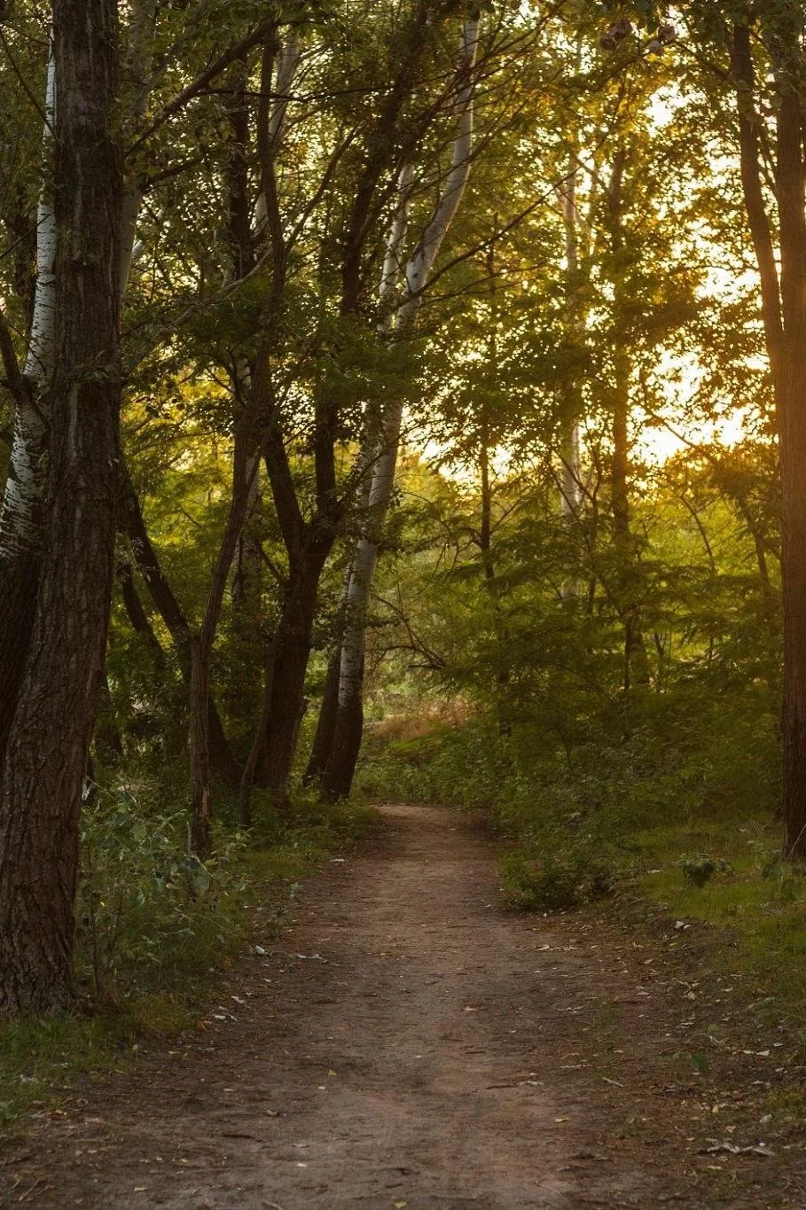 A dirt pathway through a dense forest with tall trees and green foliage, illuminated by golden sunlight filtering through the leaves, creating a peaceful, natural scene.