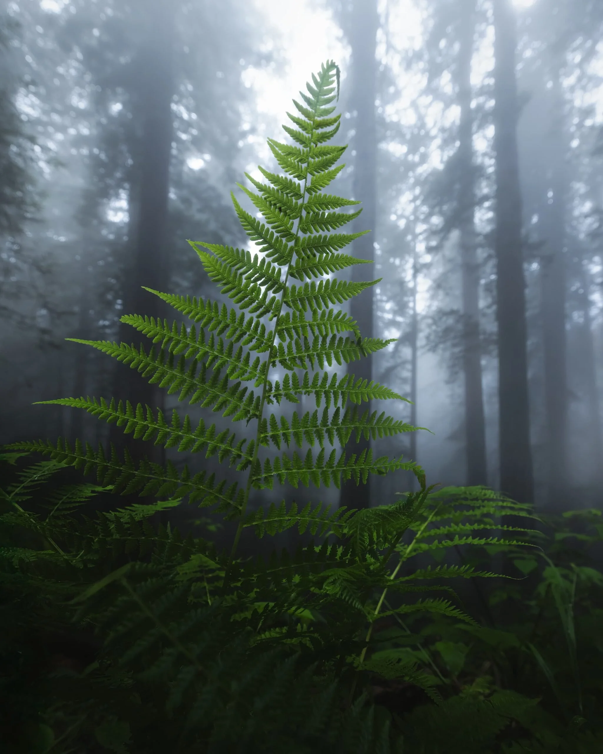 Close-up of a vibrant green fern leaf in a foggy forest, with tall trees and mist in the background.