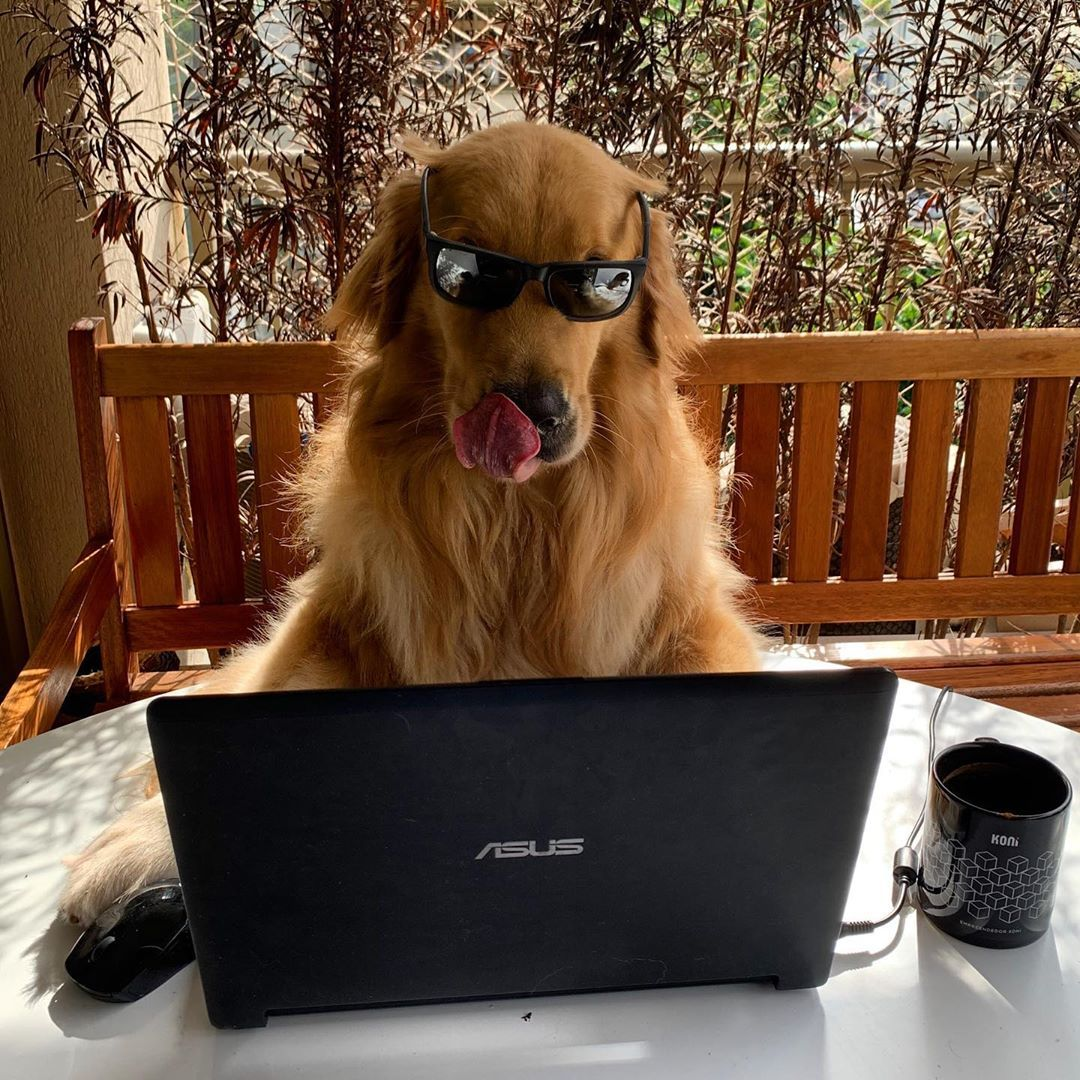 A golden retriever dog sitting at a table in sunglasses, licking its nose, with a laptop, computer mouse, and a cup of coffee or tea on the table.