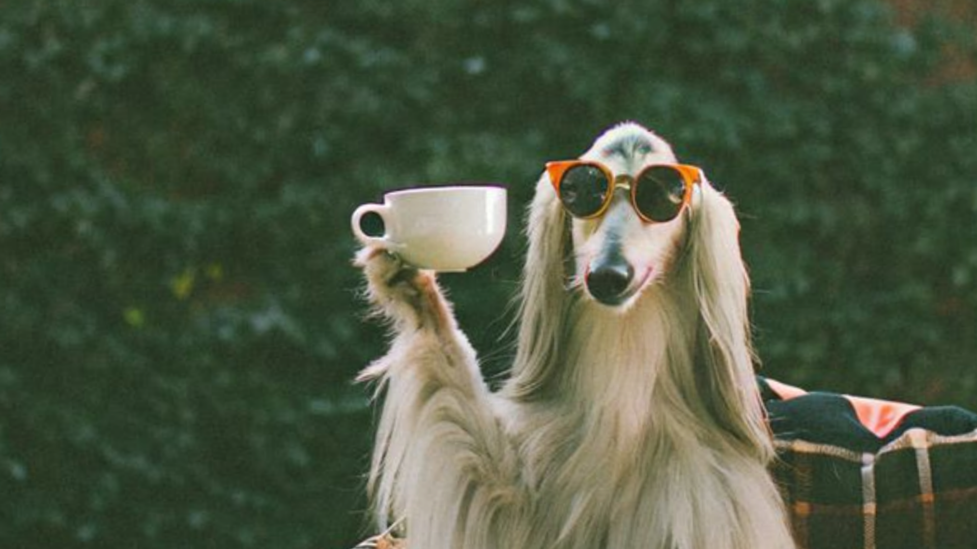 A long-haired dog wearing sunglasses and holding a white mug, sitting outdoors on green grass.