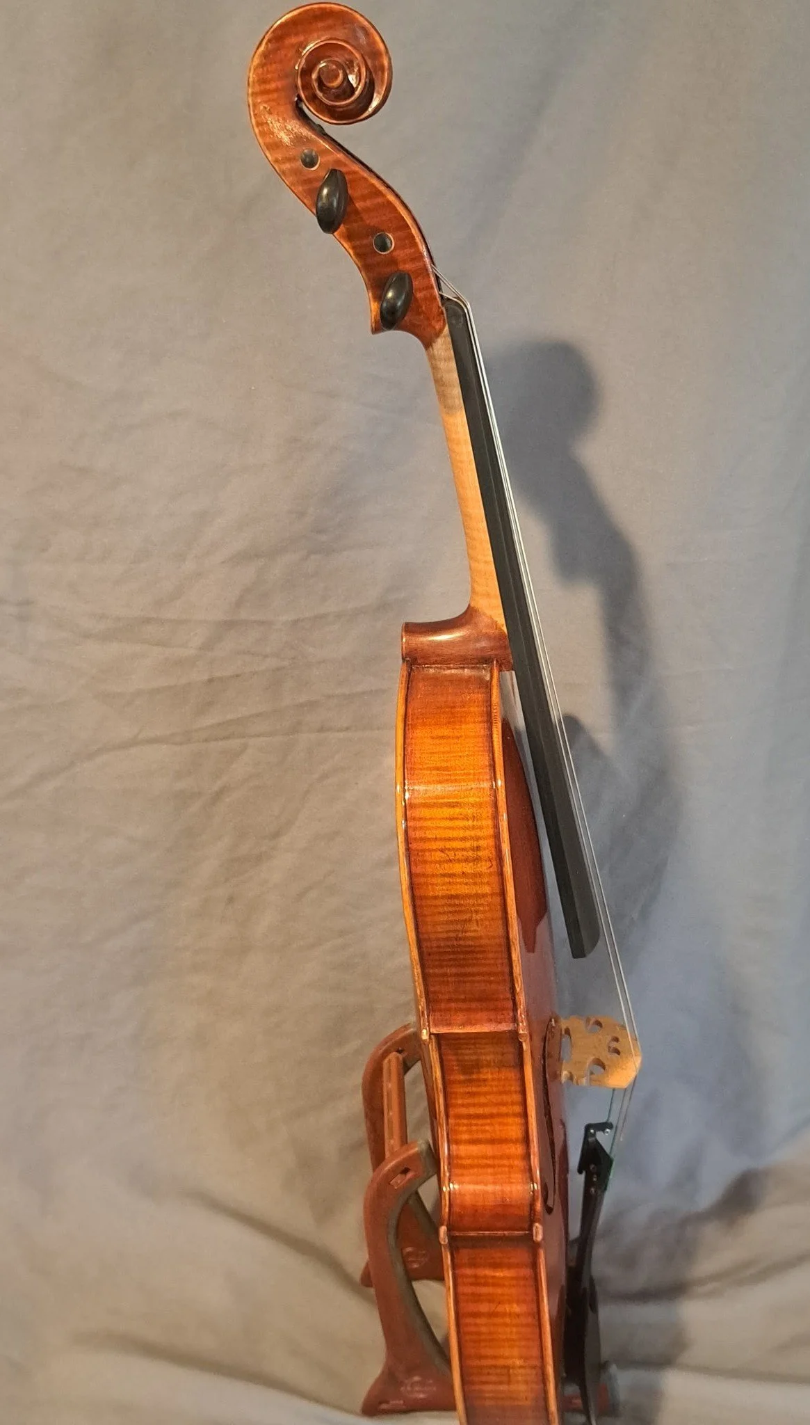 Viola profile.jpg