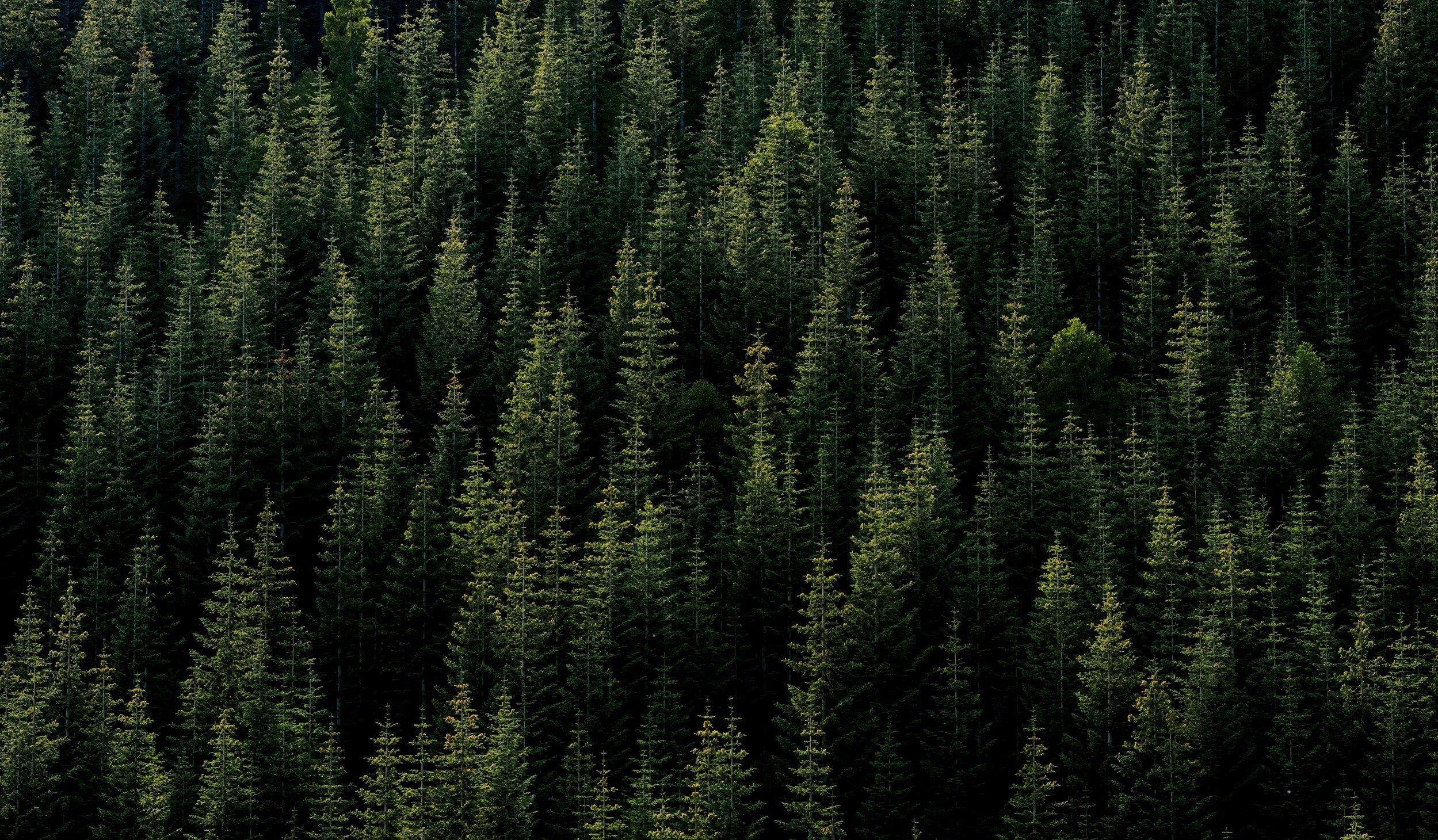 Dense forest of tall green pine trees.