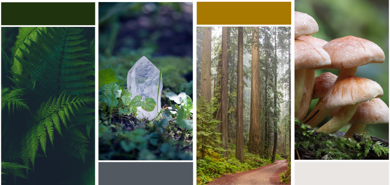 A collage of forest-related images, including green fern leaves, a clear quartz crystal on the forest floor, tall redwood trees in a forest, and a cluster of mushrooms growing on moss.