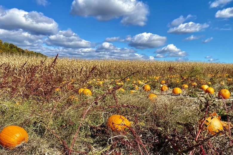Glenbrook Gardens Fall Cleanup