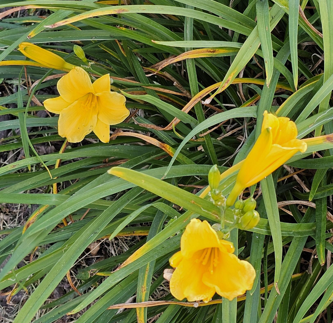 Free Flowers at Neighborhood Entrance!