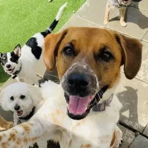 Doggone Lessons to Get You Through a Pandemic