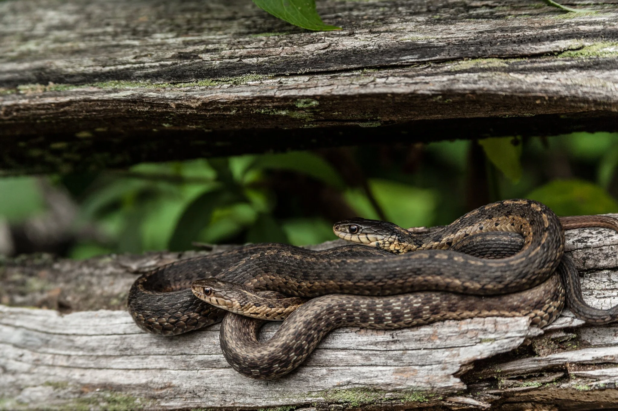 A snake with a brown and black patterned body resting on weathered wooden logs with green leaves in the background.