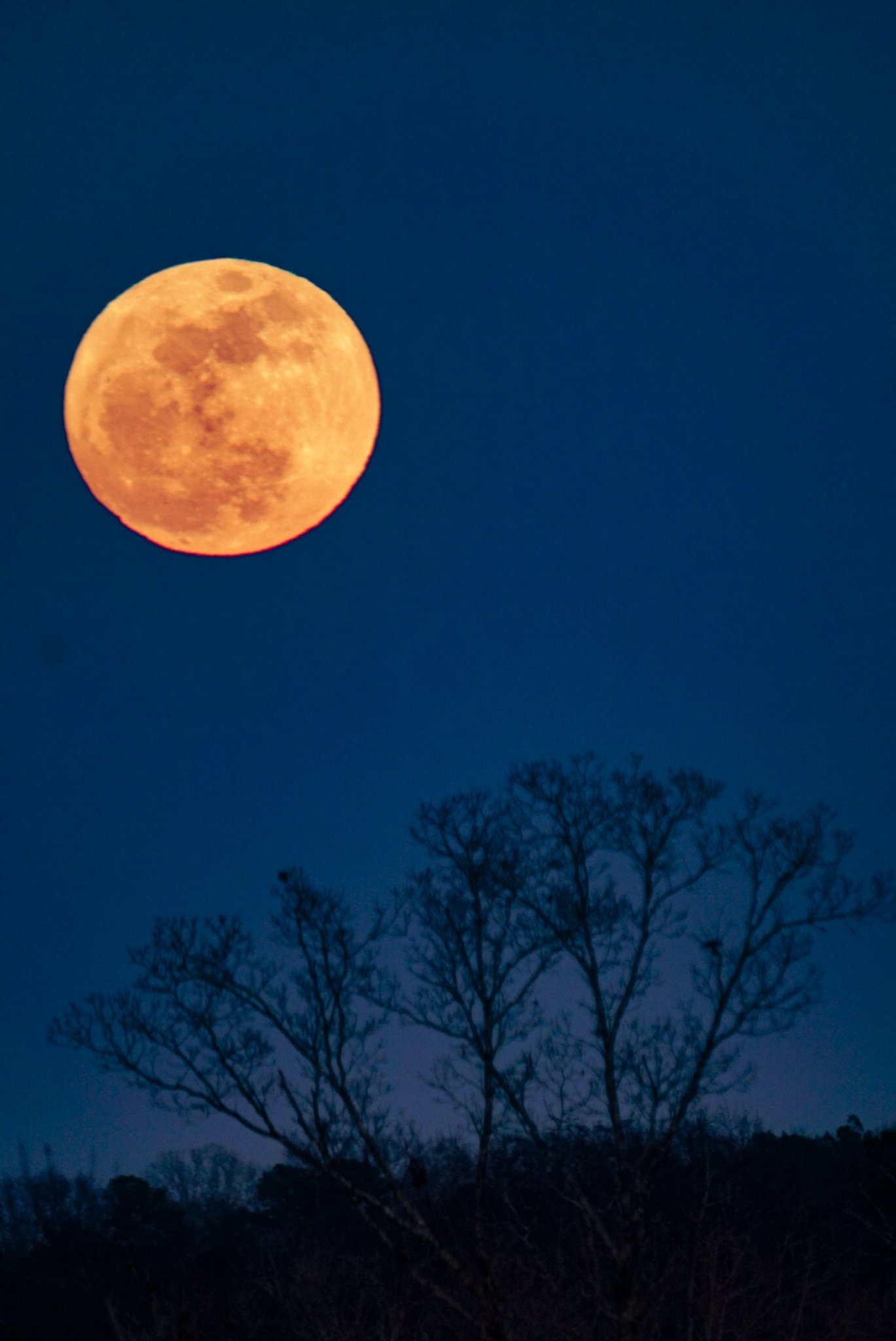 A full moon in a dark blue sky, with tree silhouettes in the foreground.