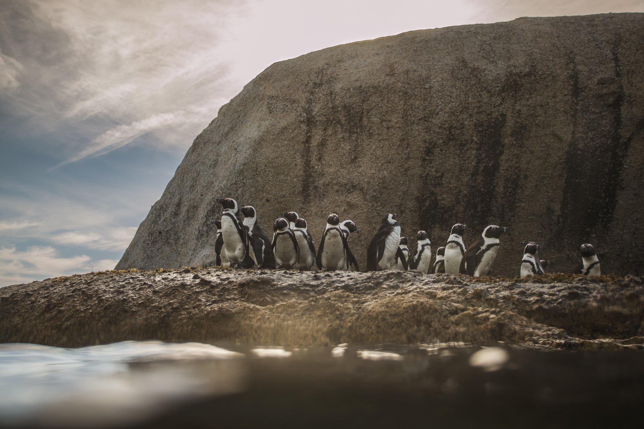 A group of penguins standing on rocky ground beneath a large cliff with a cloudy sky in the background.