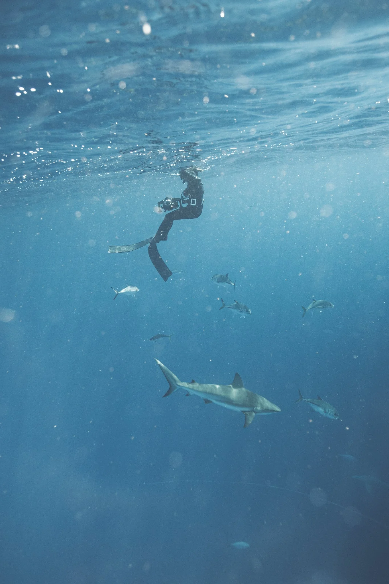 An underwater scene showing a diver holding a camera among sharks and smaller fish in the ocean.