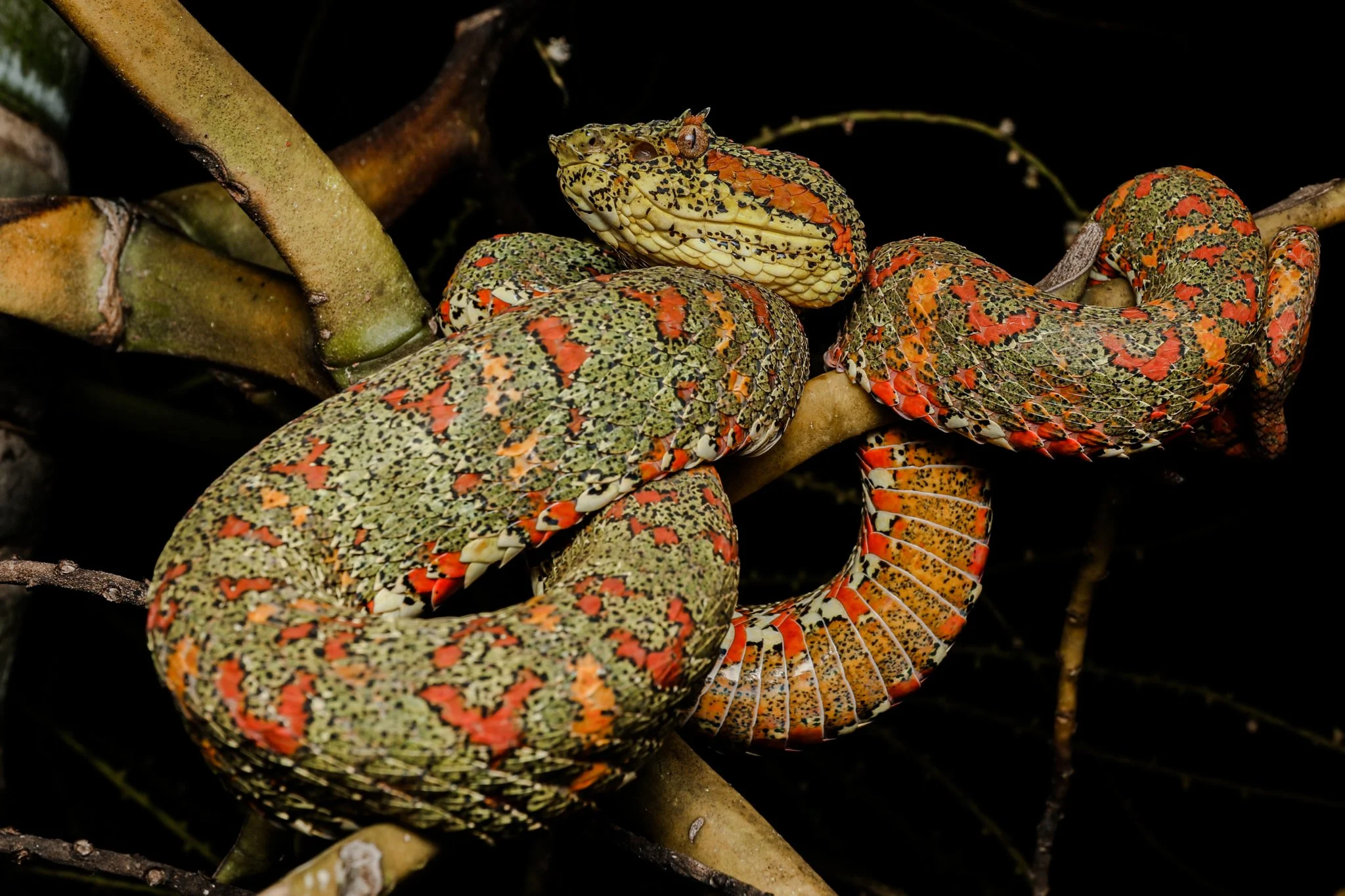 A snake with a multicolored, patterned body coiled among branches.