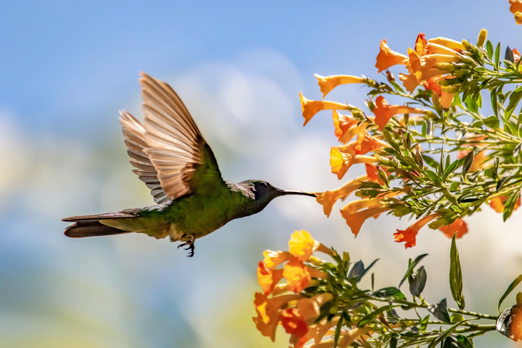 A hummingbird with iridescent green feathers feeding from orange and yellow flowers on a sunny day.