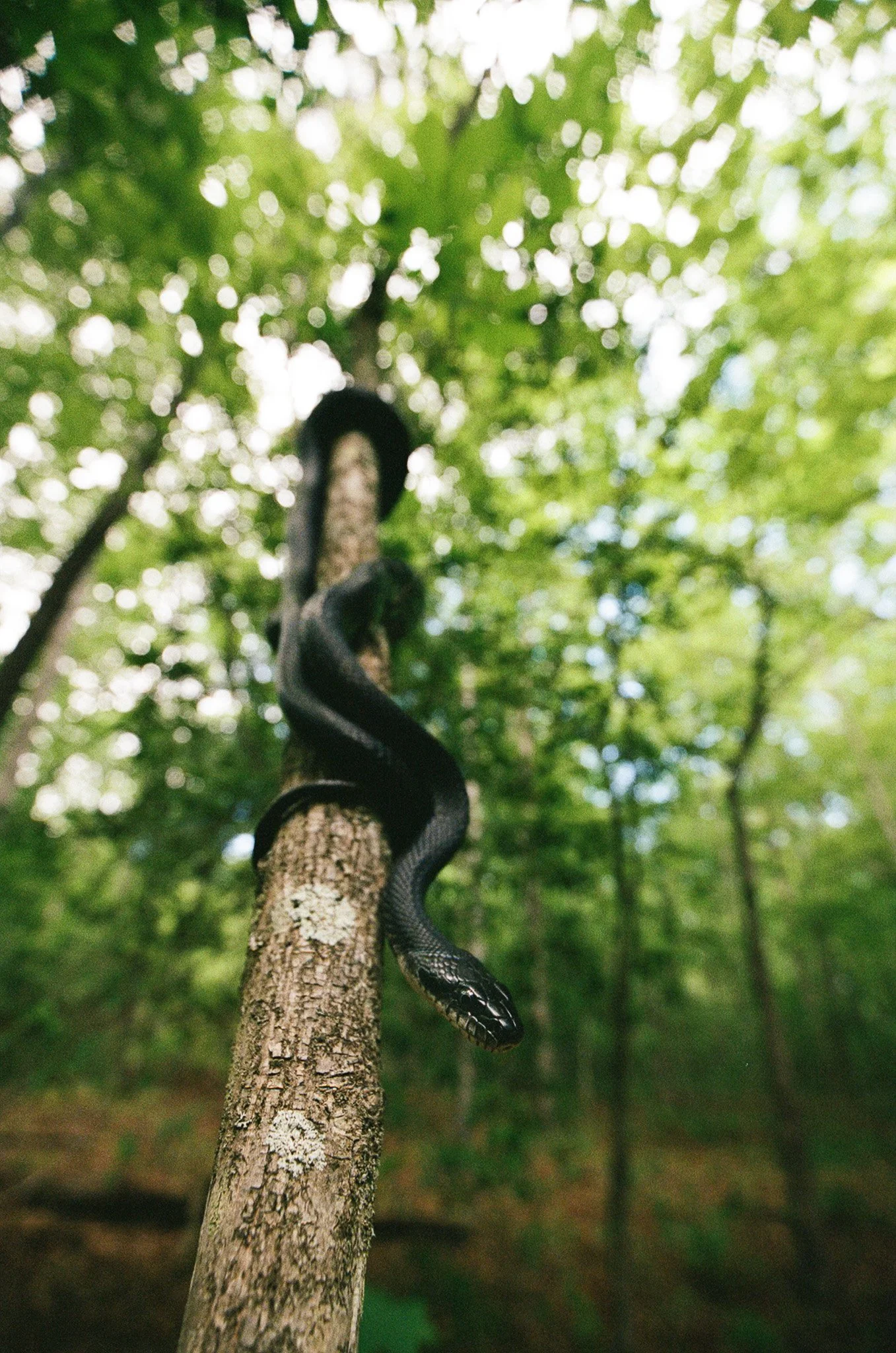 A black snake climbing a tree in a green forest, with sunlight filtering through the leaves.