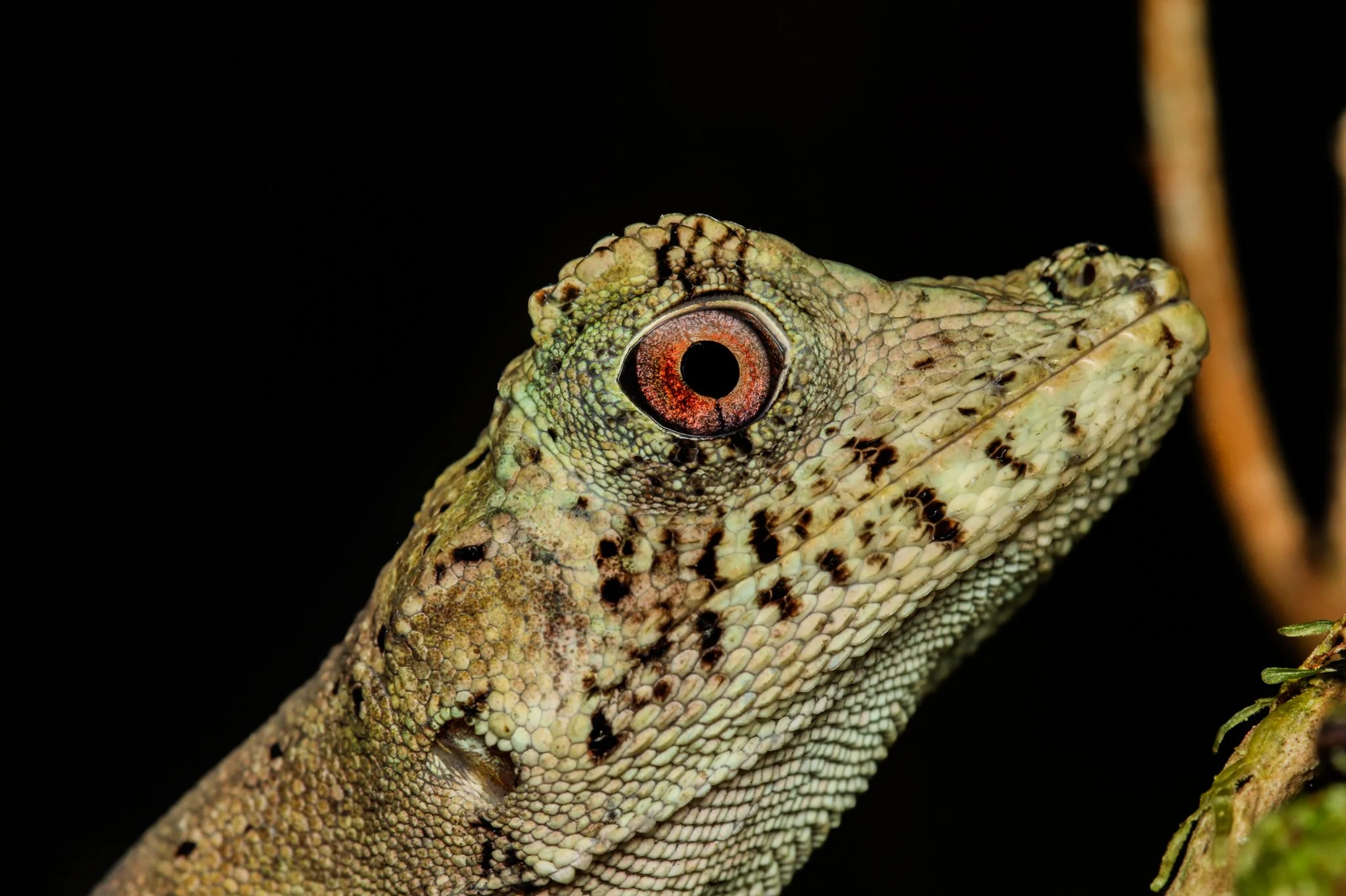 Close-up of a green chameleon with textured skin and a red and black eye on a branch against a black background.