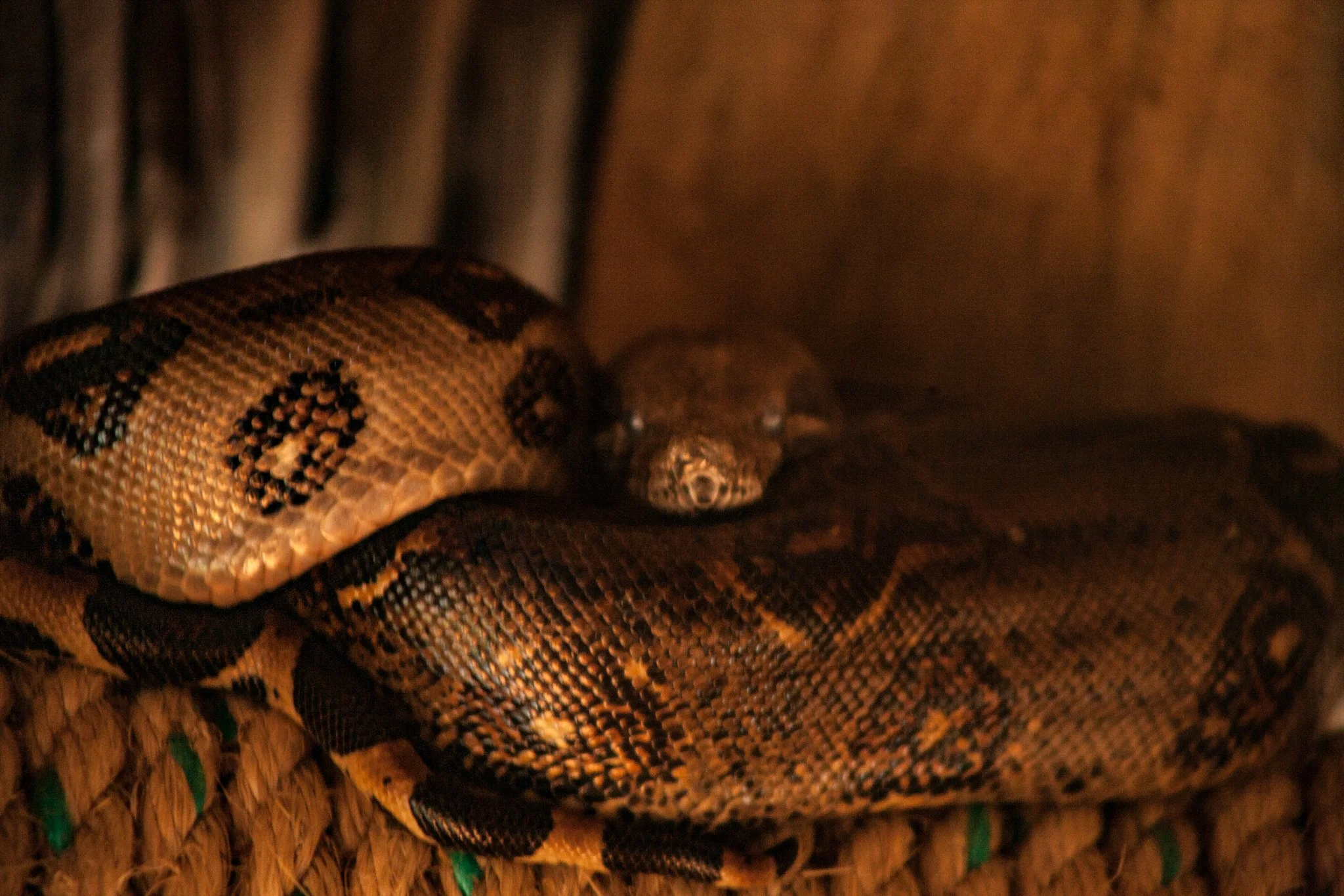 Close-up of a snake with a patterned brown, black, and yellow body, resting on a woven surface.