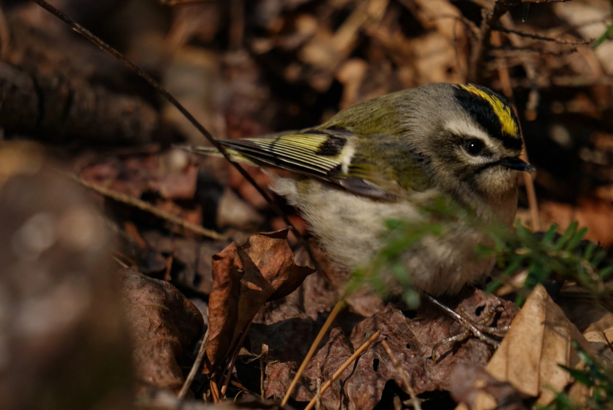 A small bird with yellow and black markings on its head and wings, lying on a bed of brown fallen leaves and twigs.