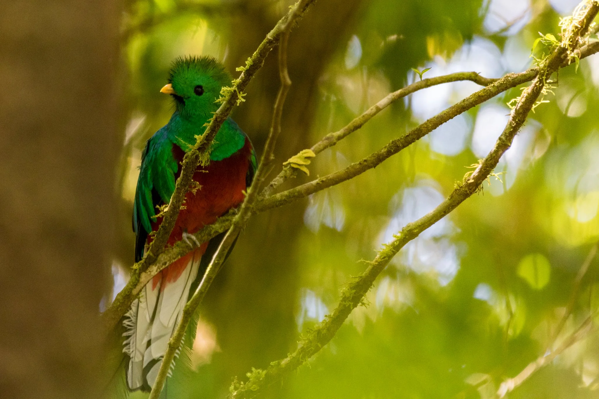 A colorful bird perched on a tree branch in a lush green forest.