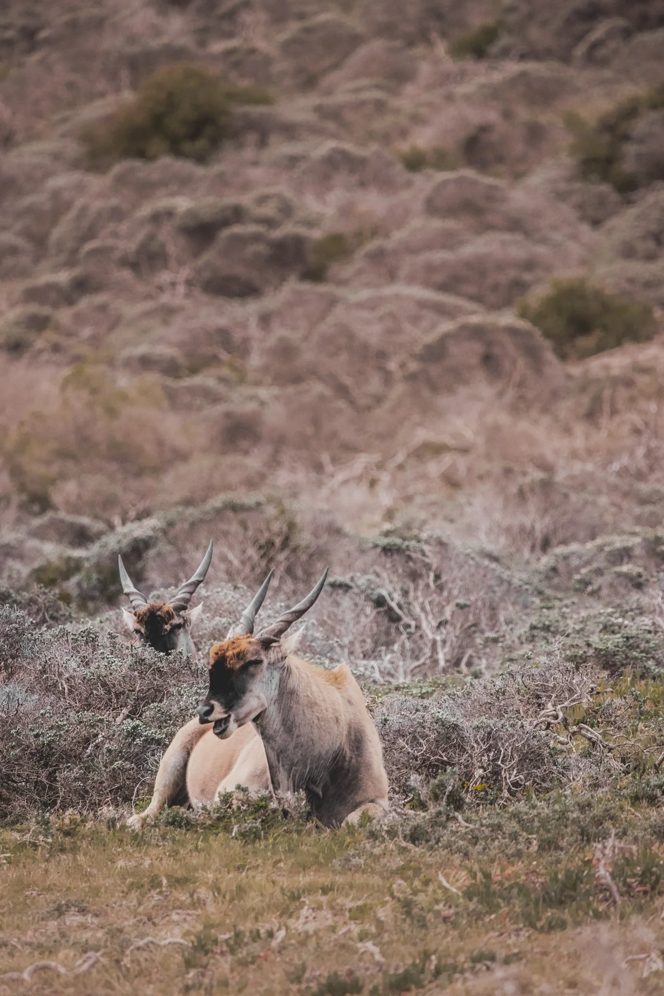 Two antelopes resting on rocky, shrub-filled terrain with dry hills in the background.