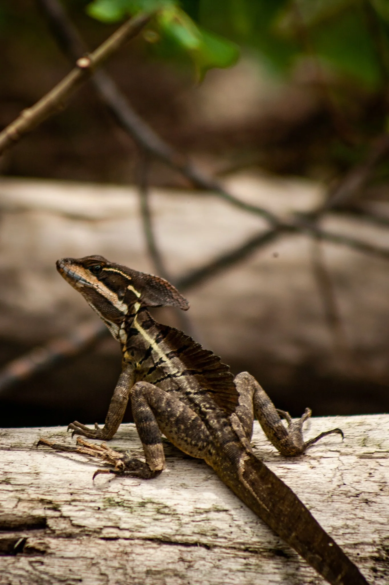 Close-up of a small brown and black lizard with yellow markings, perched on a weathered wooden surface, surrounded by branches and green foliage.