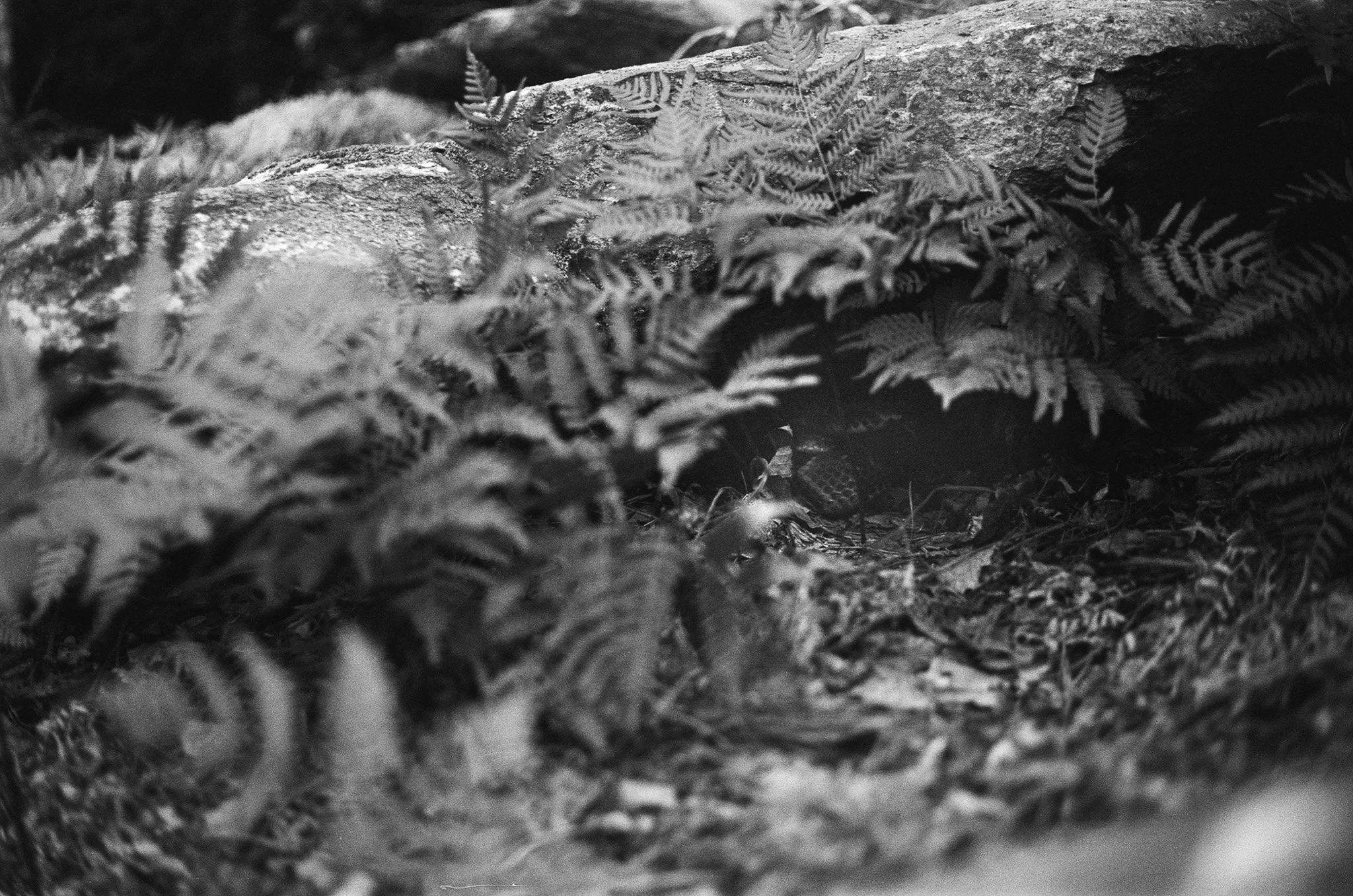 Black and white photo of ferns growing among rocks and soil on forest floor.