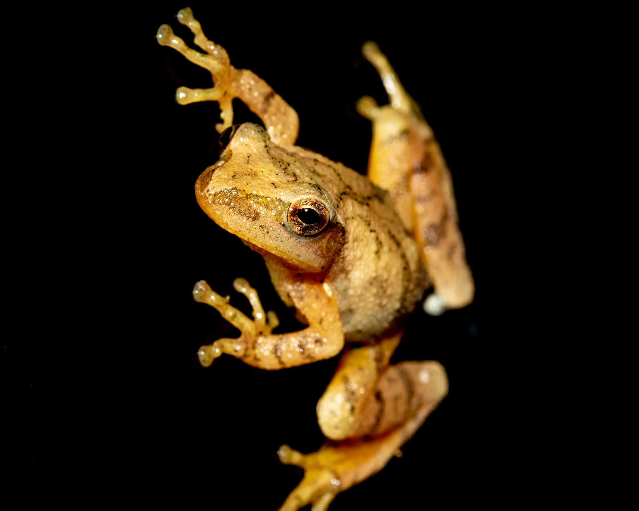 Close-up of a tiny frog with yellowish-brown skin, large black eyes, and extended limbs, standing on a small branch in the dark.