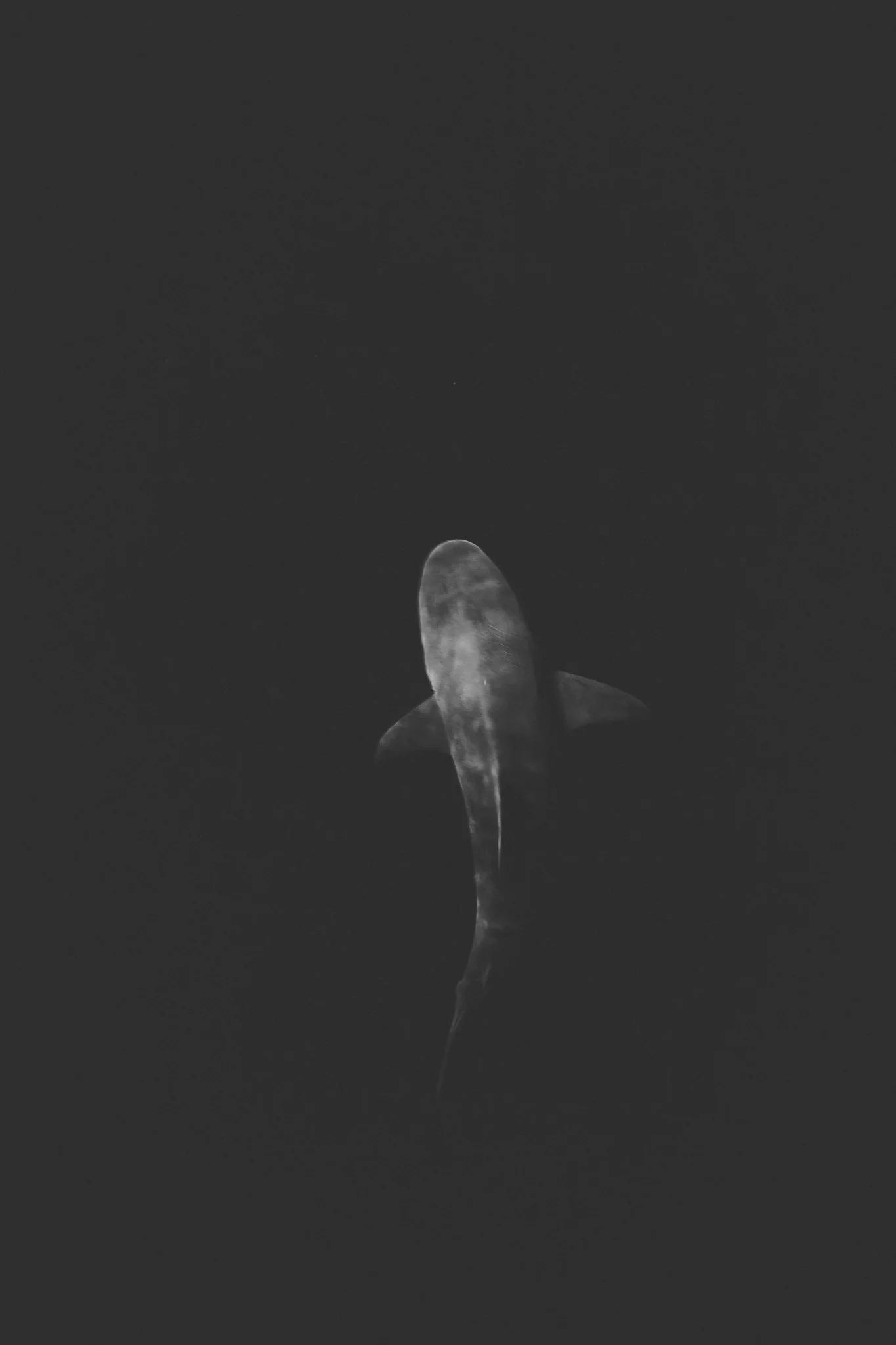 Black and white photo of a hammerhead shark swimming underwater.