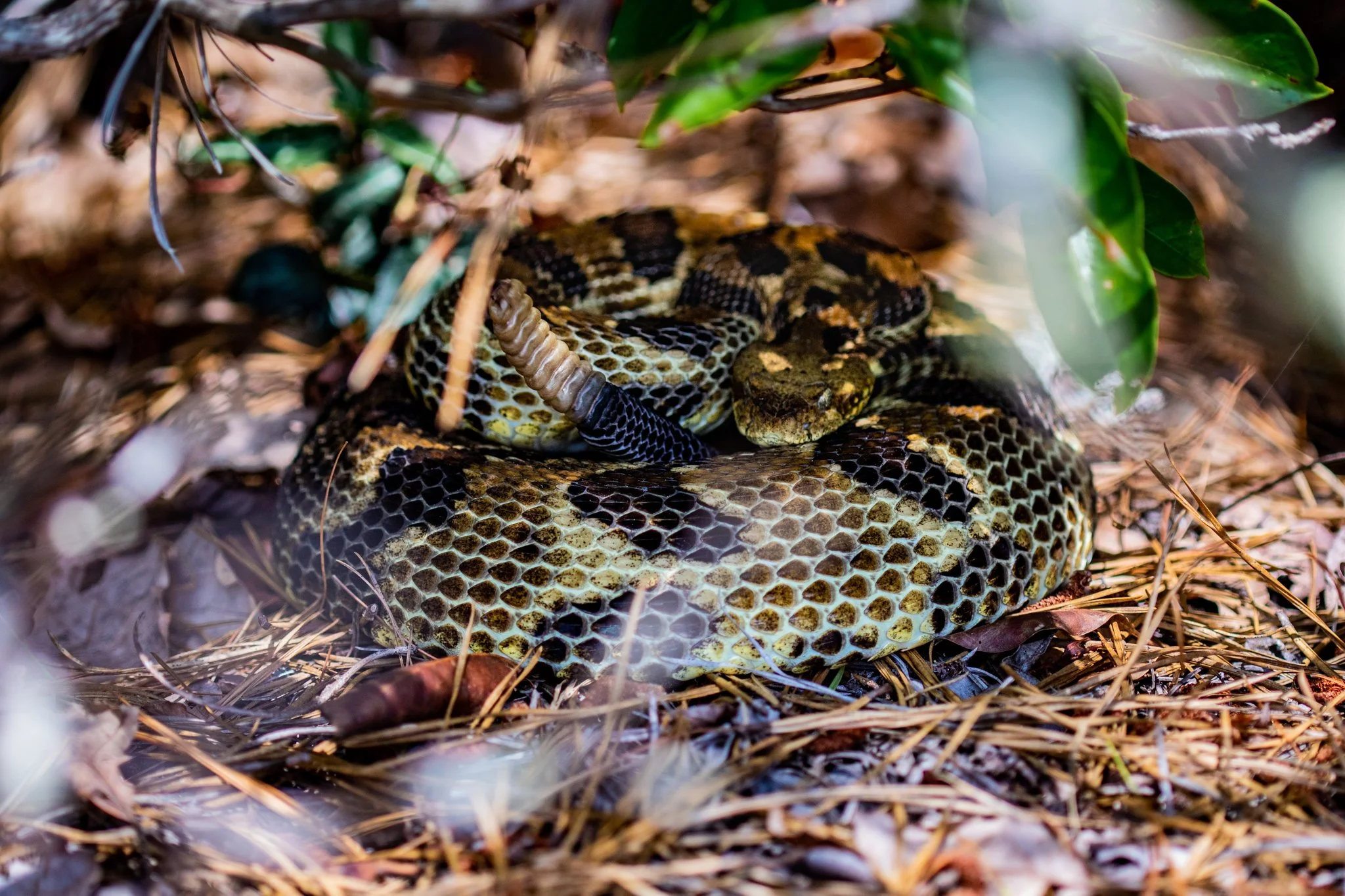A rattlesnake curled on the forest floor among dry leaves and pine needles, with green leaves and twigs around it.