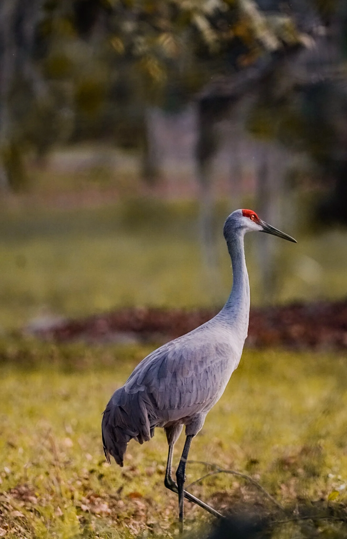 A Sandhill crane standing on a grassy area near water, with a blurred background of trees and foliage.